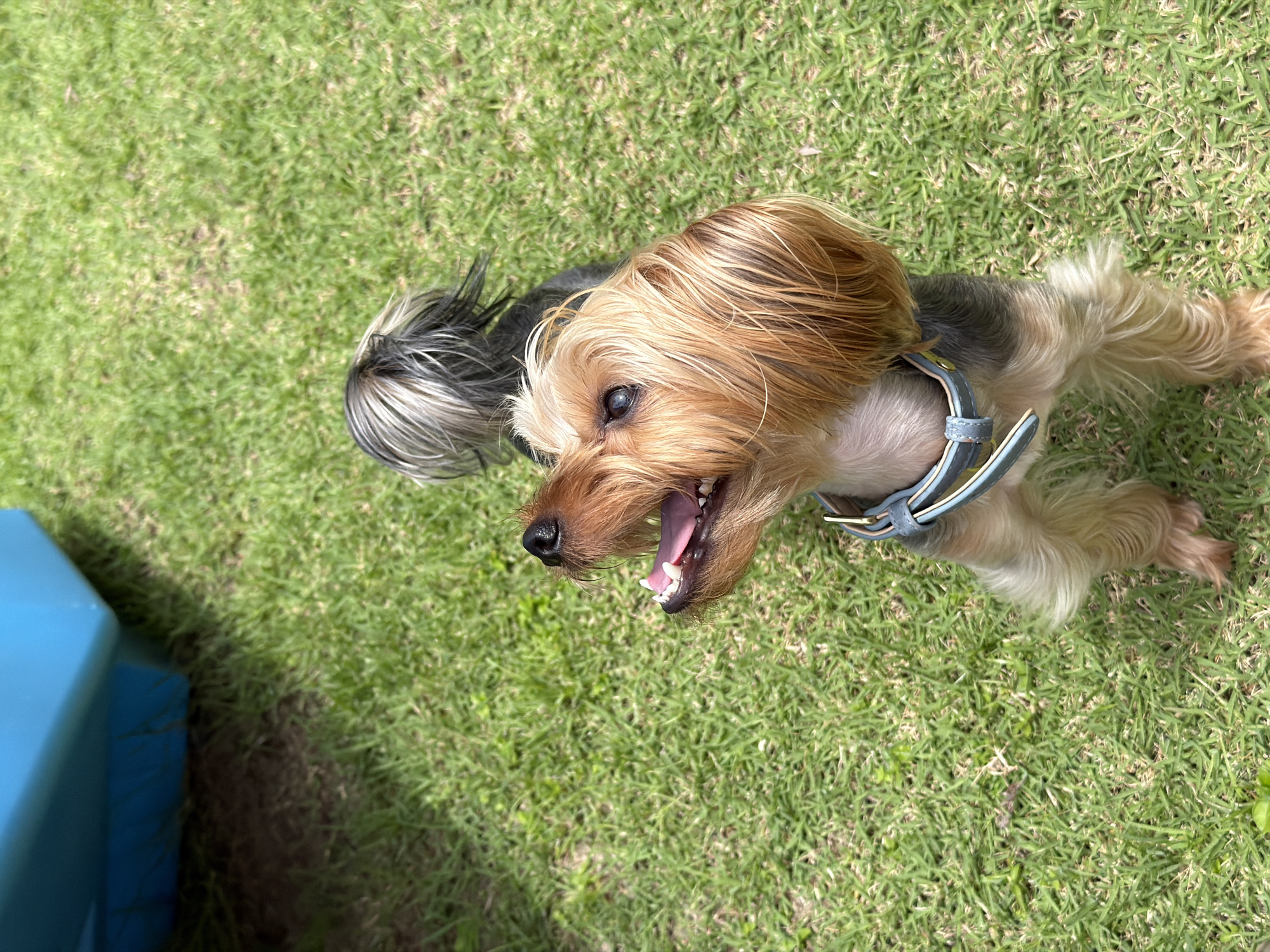 An adult Yorkshire Terrier dog stands on bright green grass, its mouth open and tongue visible. The dog has tan and grey fur, a black nose, and wears a light blue collar. In the upper left corner of the image, a portion of a bright blue object, possibly a boat or large toy, is visible. The scene appears to be outdoors on a sunny day. The location is identified as Thep Krasatti, Thailand.