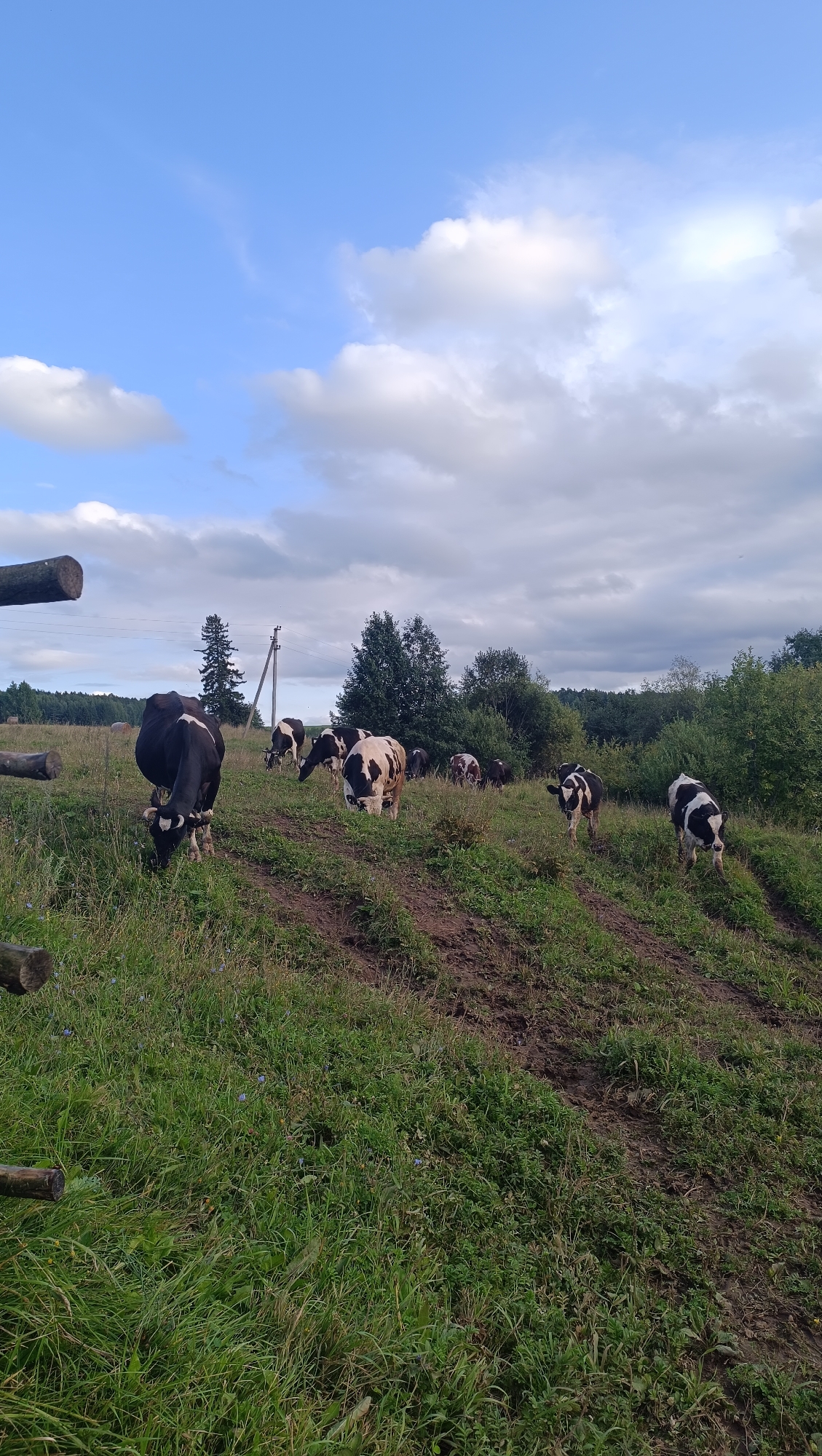 This is a photograph of a herd of cows grazing in a grassy field. The cows are predominantly black and white, with some brown and white variations. The field is sloped and appears to be somewhat muddy in places. There are trees and bushes in the background, and a cloudy blue sky overhead. Two wooden fence posts are visible in the foreground on the left side of the image. The scene is outdoors and appears to be a rural setting.