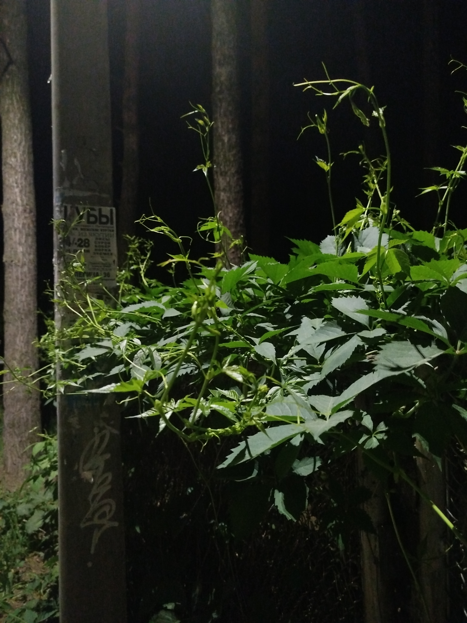 A nighttime shot reveals a utility pole covered in climbing ivy. The pole has some graffiti at the bottom and a weathered advertisement for services. In the background are dark tree trunks. The ivy is the dominant subject, obscuring part of a fence. The location is likely in a somewhat unkempt, urban area.