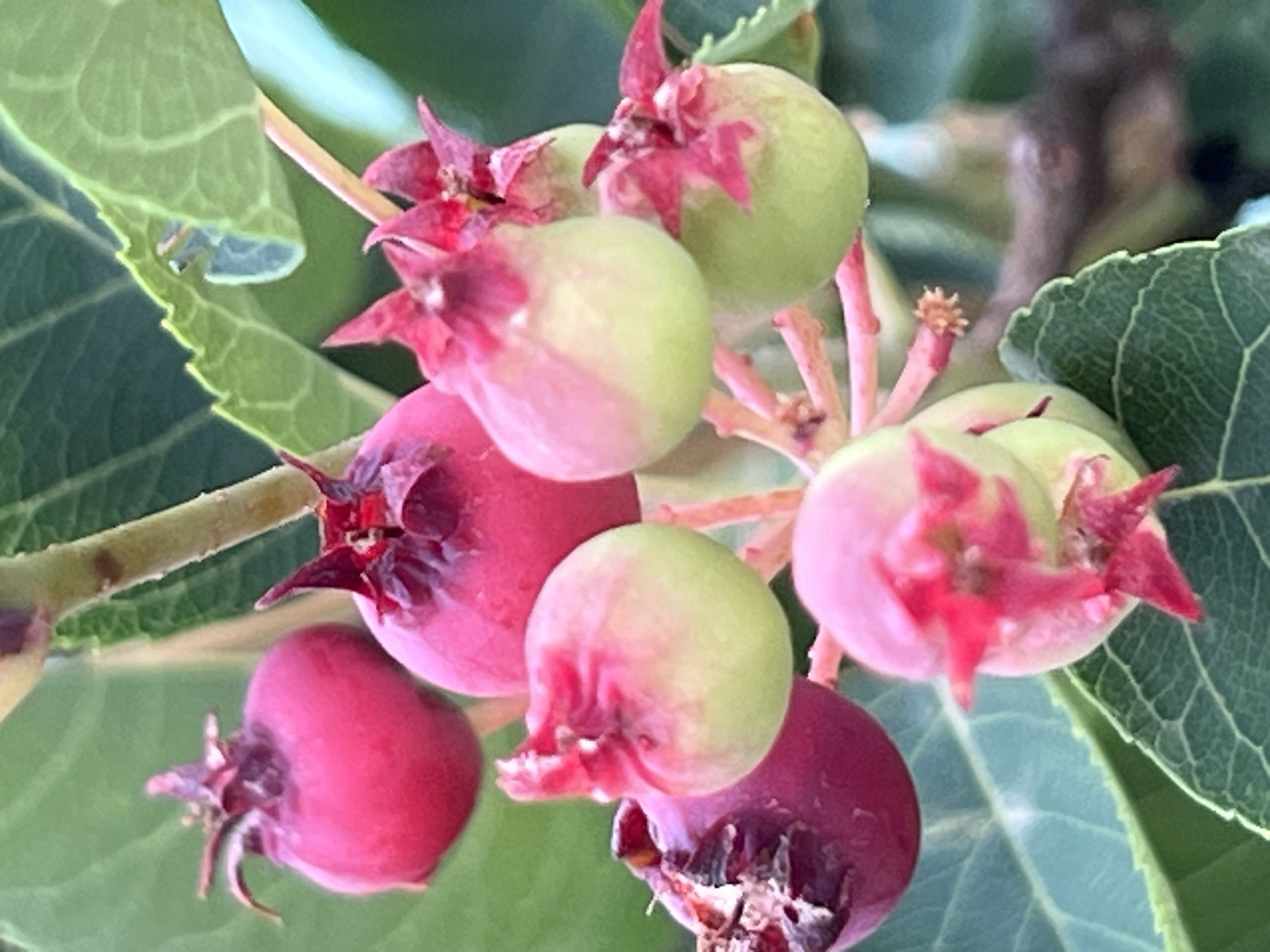 The image shows a close-up view of ripening berries on a plant, likely a serviceberry or saskatoon bush, in Chaikovsky, Russia. Several berries are clustered together, in various stages of development. Some are a pale green, while others are transitioning to pink and deep purple-red. Each berry has a small, star-shaped calyx at its top. The berries are attached to thin, reddish stems.
The background consists of blurred green leaves and branches, indicating an outdoor natural setting. The lighting suggests it is daytime, with soft, natural light illuminating the berries. The focus is sharp on the berries, highlighting their texture and color variations. The overall impression is one of natural beauty and the process of growth and ripening. There is no text visible in the image.