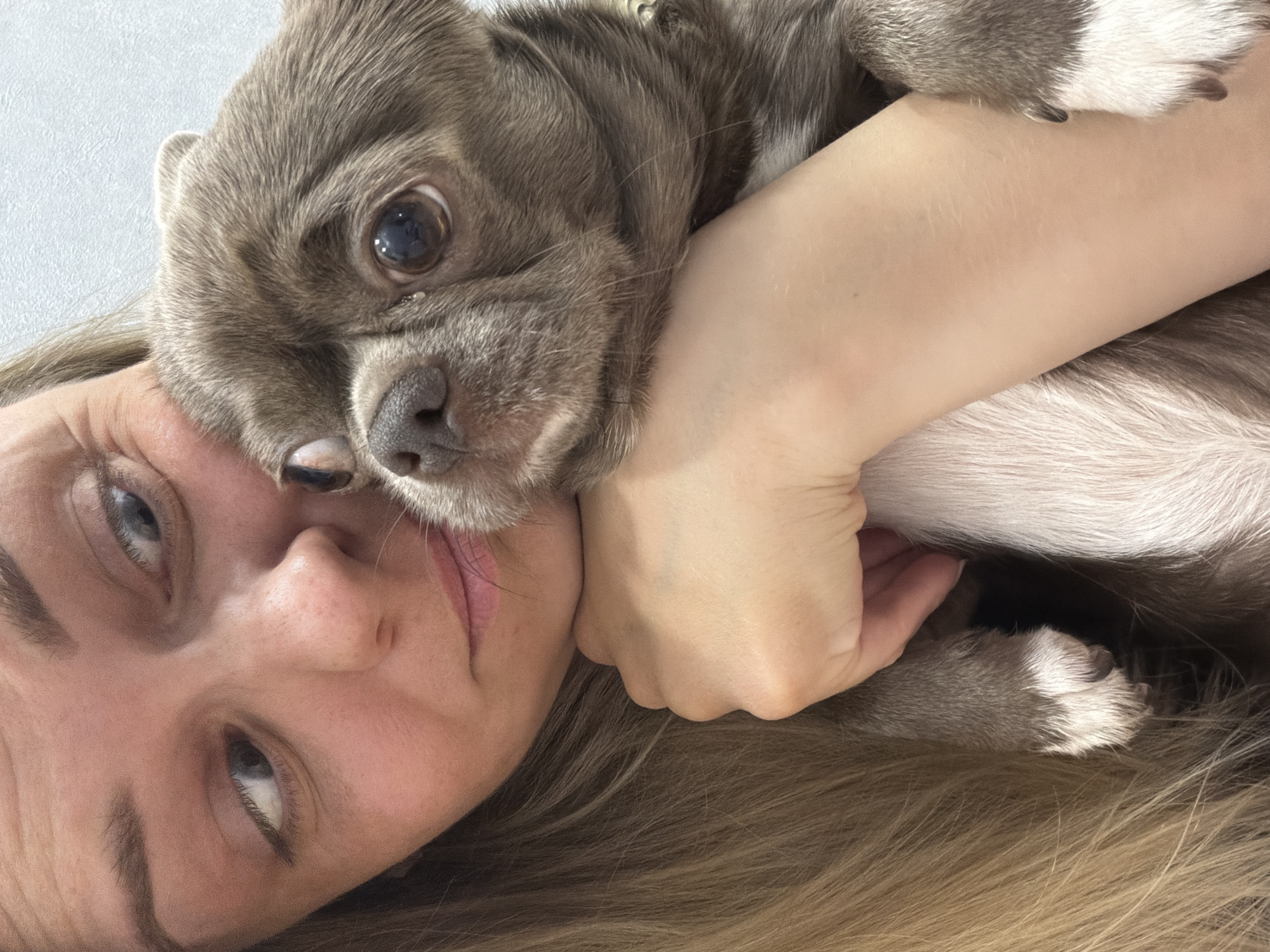 A woman with blonde hair is lying down, holding a gray and white French Bulldog puppy. The puppy is resting on her arm and shoulder. The woman is looking towards the camera. The background is a light gray wall. It is not possible to determine the location of the image as Votkinsk, Russia from the visual information.