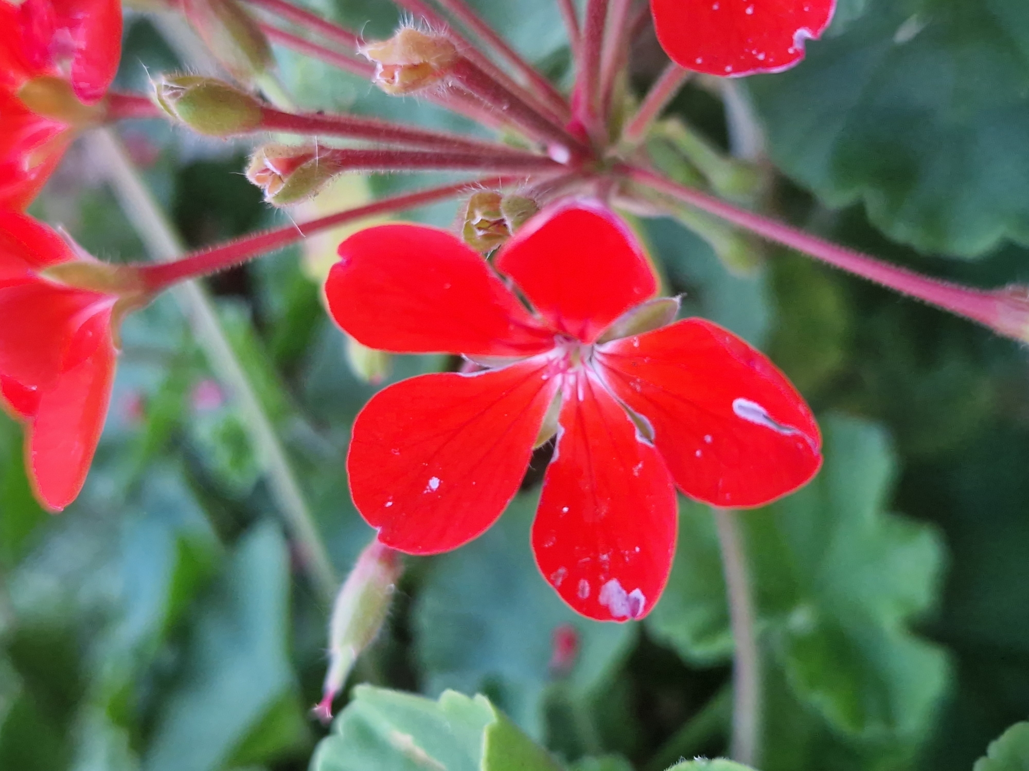 This is a close-up, macro photograph of red geranium flowers and buds set against a soft-focus background of green foliage. The petals of the flowers are a vibrant red, with some appearing to have small water droplets or imperfections on their surface. Several unopened buds, small and green, are visible among the blooming flowers, suggesting the plant is in the process of flowering. The stems are slender and reddish, with fine hairs visible under close inspection. The lighting is natural, highlighting the textures and colors of the flowers. The scene is set outdoors in a natural environment, likely a garden. No people or specific urban landmarks are depicted, making it impossible to determine a precise location within Dolni Pasarel, Bulgaria, based solely on the visual information provided.