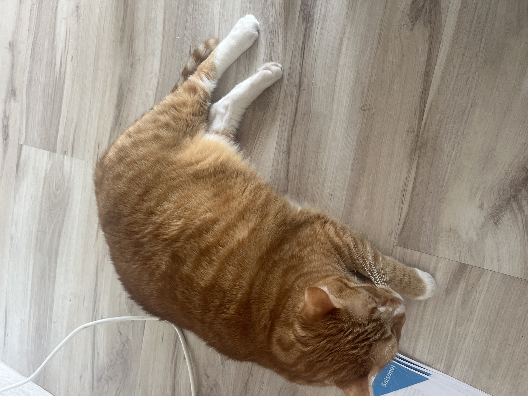 An orange tabby cat is lying on a light-colored wooden floor. The cat is curled on its side, with its head resting on a stack of papers. The papers have blue text on them, with the word "Saisonet" visible. A white electrical cord is also present on the floor near the cat. The scene is indoors, with no visible windows or exterior elements. The overall impression is one of a domestic setting. The image does not contain any information to suggest a specific location within the city of Zabrze, Poland.