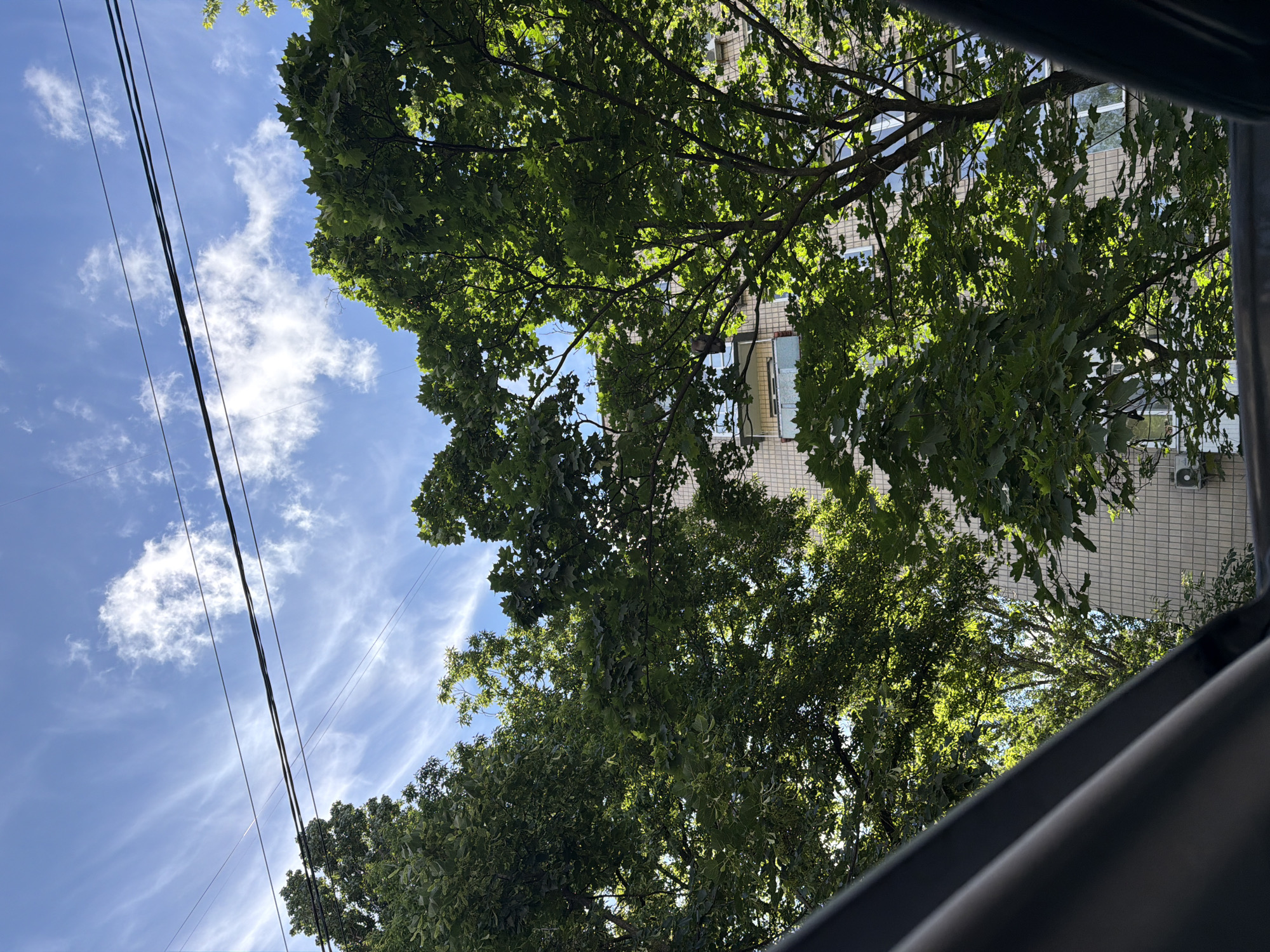 In Kyiv, Ukraine, a view from a car interior looks upwards through the trees at a building and the sky. The scene is dominated by the lush green foliage of several large trees, their leaves backlit by the sun, creating dappled patterns. In the background, a light-colored, multi-story building with visible windows and balconies is partially obscured by the trees. Above the building, a bright blue sky is adorned with wispy white clouds and crisscrossed by dark power lines. The foreground is occupied by the dark, curved interior of the vehicle from which the photograph is taken.