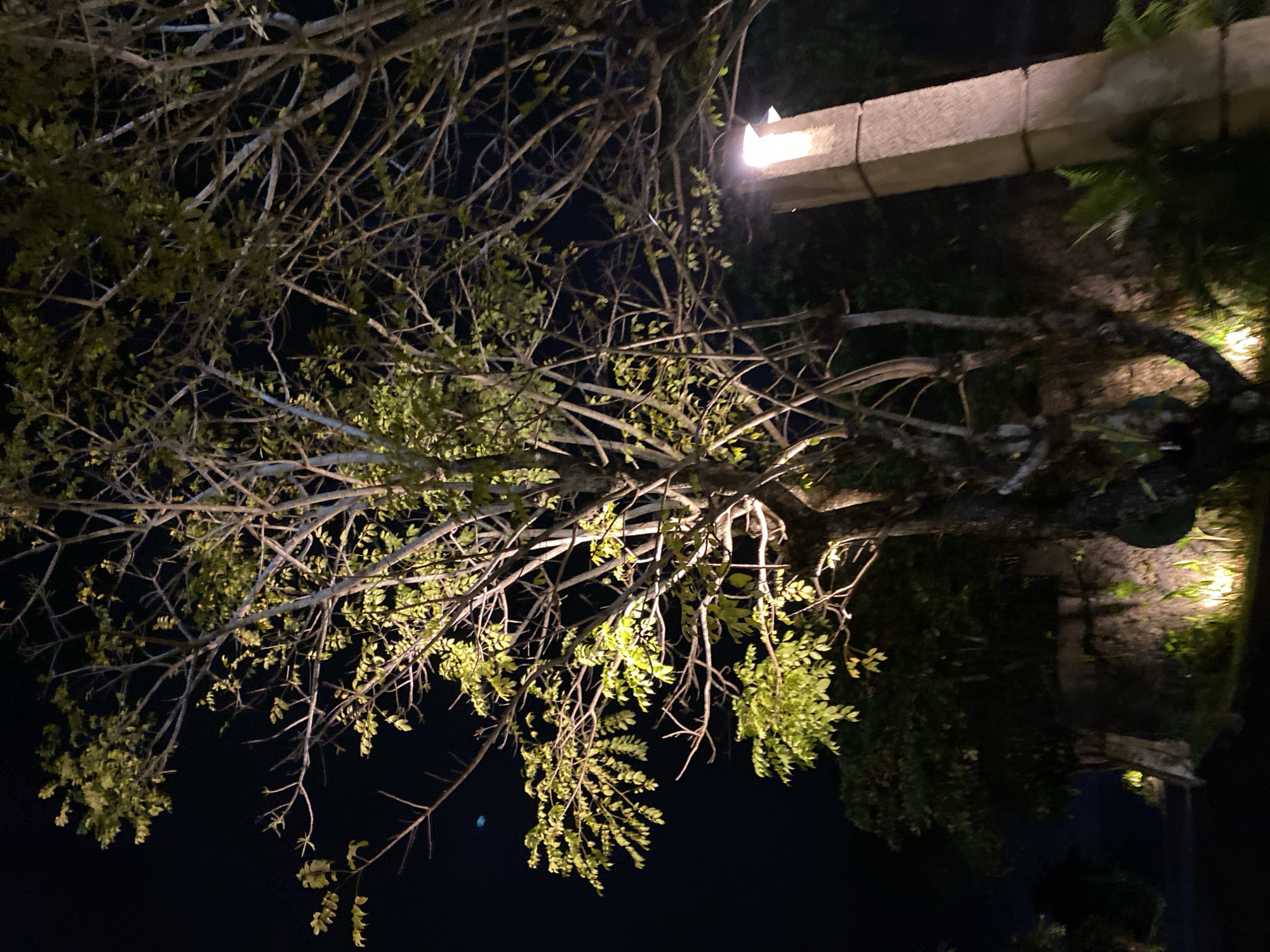 The image depicts an outdoor scene at night, with a tree dominating the foreground. The tree's branches, some bare and others with sparse green leaves, are illuminated by artificial lighting, creating a dramatic contrast against the dark sky. In the background, a concrete structure, possibly a wall or fence, is also lit, and its texture is visible. The lighting suggests a garden or landscaped area. The time of day is clearly night, as indicated by the dark sky and the prominent artificial illumination. The overall mood is somewhat serene and mysterious, due to the interplay of light and shadow. There is no visible text in the image. The location is identified as Kuta Selatan, Indonesia.