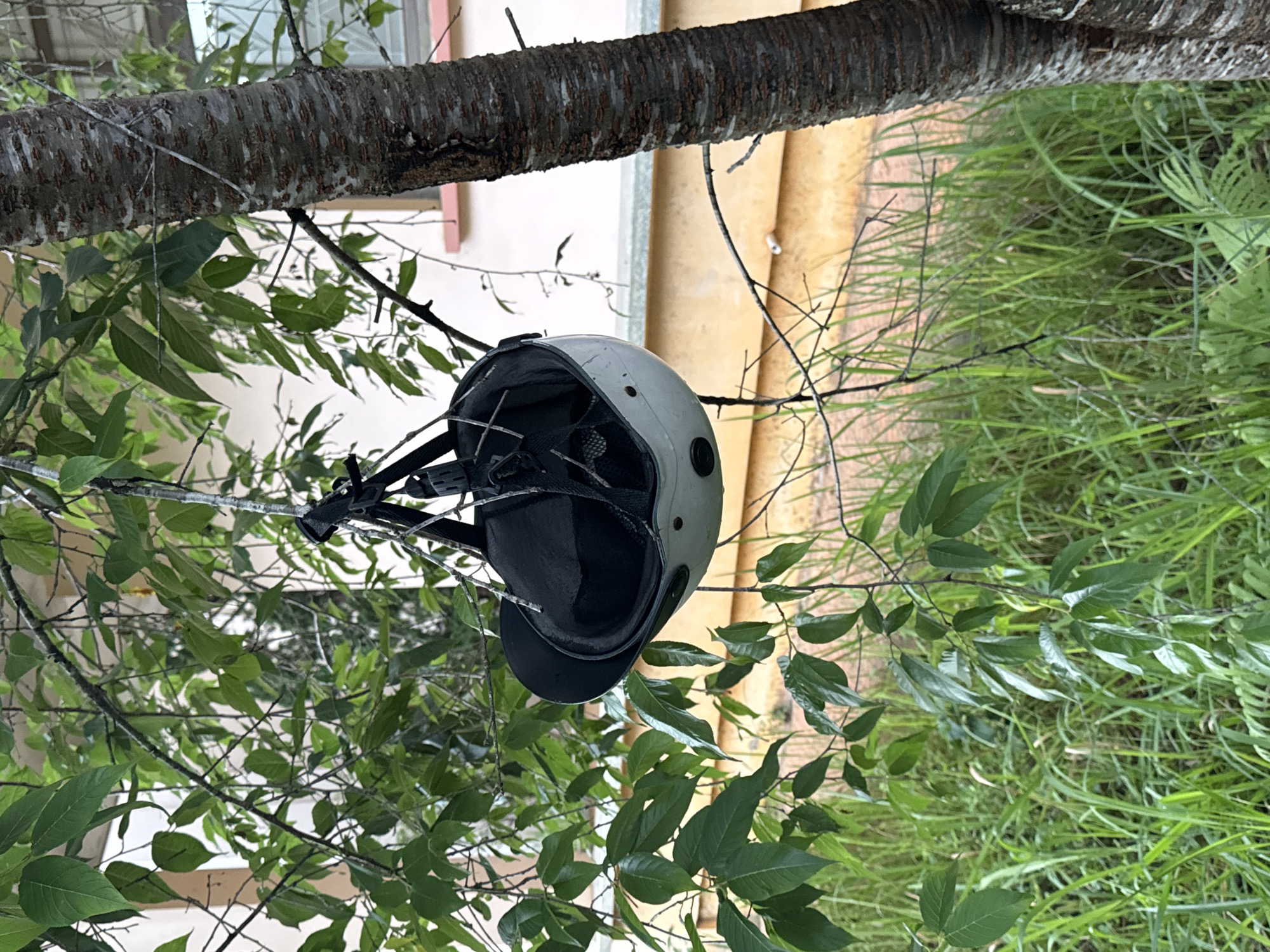The image, oriented vertically, displays a light-colored helmet hanging from a tree branch, set against a backdrop of foliage, a building, and grass in Lâm Viên - Đà Lạt, Vietnam. The helmet, which appears to be a light grey or beige with a black brim and visible internal black padding and straps, is suspended by its chin strap from a slender, bare tree branch.
The main tree branch, from which smaller leafy branches extend, runs diagonally across the upper portion of the frame. Its bark shows a distinct texture with light and dark brown tones. Abundant green leaves, from the same or nearby trees, frame the helmet and fill much of the foreground and mid-ground, indicating a lush outdoor environment.
In the background, a building with light-colored walls, possibly off-white or cream, is partially visible, suggesting a man-made structure near the natural setting. A section of what appears to be a window or door frame, with a reddish-brown hue, can be seen on the building. Below and to the right of the helmet, a patch of vibrant green grass or tall weeds fills the lower background.
The lighting suggests daytime, with diffused light illuminating the scene evenly, implying a possibly overcast sky or soft sun. There is no specific activity depicted; the helmet is simply at rest on the branch. No people are visible, and no text is discernible in the image. The scene conveys a tranquil, natural setting with a subtle human element implied by the presence of the helmet and building.