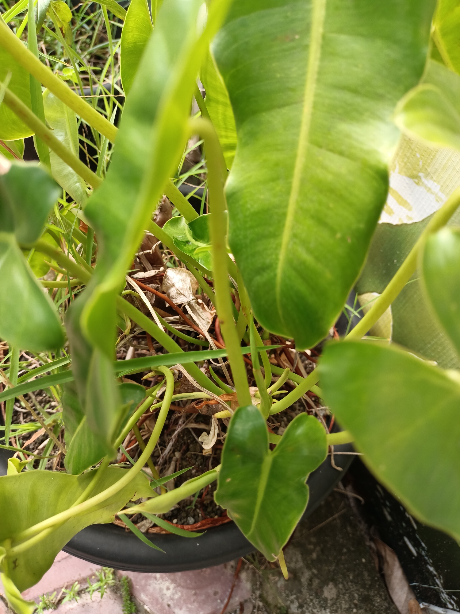 This is a close-up, low-angle, outdoor photograph of a potted plant with large, green leaves and thick, green stems. The plant is in a black pot, partially visible at the bottom of the frame. The background consists of dirt, dry leaves, and blades of grass. The lighting suggests it is daytime. The scene appears to be in the city of Pulokiton, Indonesia. There are no people or animals visible in the image.