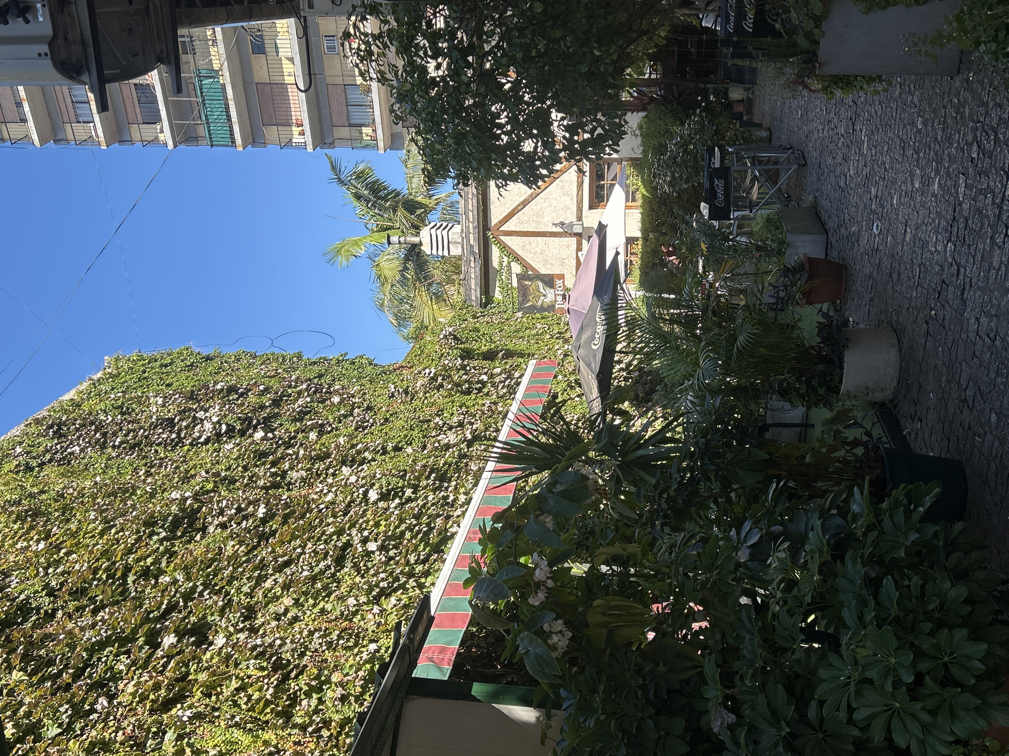 This image captures a vibrant and green outdoor area, likely an alleyway or courtyard, bathed in bright daylight. On the right side, a substantial wall is densely covered in various shades of green ivy, interspersed with lighter foliage. Above this, a clear blue sky dominates the upper frame.
To the left, a multi-story building with numerous balconies indicates a residential or commercial structure. Further into the scene, a distinct building with a charming, possibly Tudor-style facade, featuring exposed dark timbering against light-colored walls, stands out. A prominent sign on this building displays a fox's head logo and the text "THE FOX," suggesting it is a pub or establishment.
The ground is a paved path, appearing to be made of cobblestones, winding through the space. Alongside this path, an outdoor seating area is visible, furnished with tables and chairs, some featuring umbrellas and chairs branded with the "Coca-Cola" logo. The entire area is rich with greenery, including various potted plants and lush foliage, with palm fronds adding a tropical touch.
The clear blue sky and strong sunlight suggest it is a sunny day, likely mid-morning or afternoon. No people are visible, giving the scene a tranquil and inviting atmosphere. The mix of architecture, outdoor seating, and abundant greenery hints at a lively urban setting, consistent with locations like Buenos Aires, Argentina.