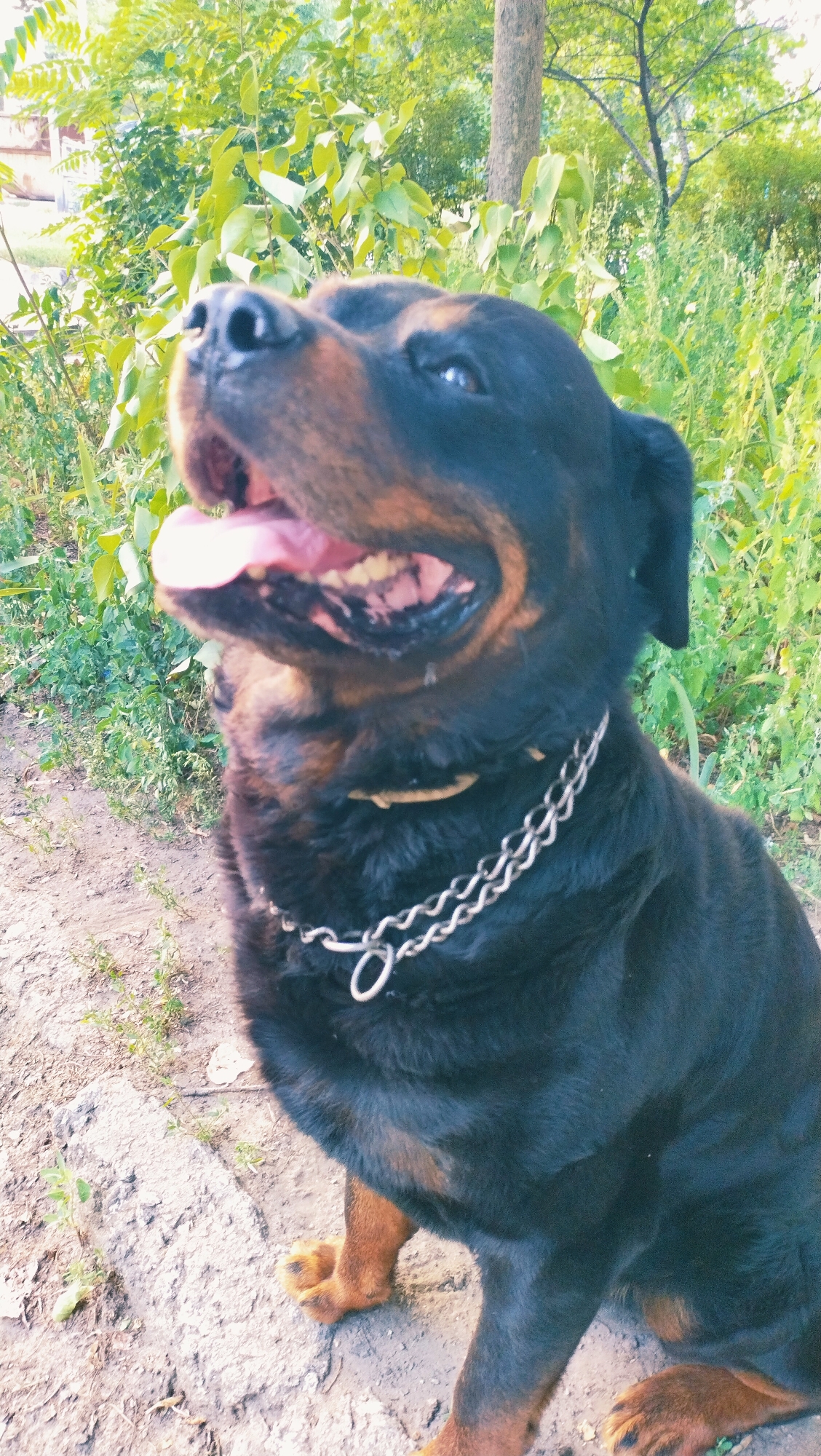 A Rottweiler dog is sitting on the ground outdoors, looking up and to the left with its mouth open and tongue out. The dog is wearing a silver chain collar. The background consists of lush green foliage and a tree trunk. The ground is a mix of dirt and a large rock. The lighting suggests it is daytime. The specific location in Horishni Plavni, Ukraine, is not discernible from the image itself.