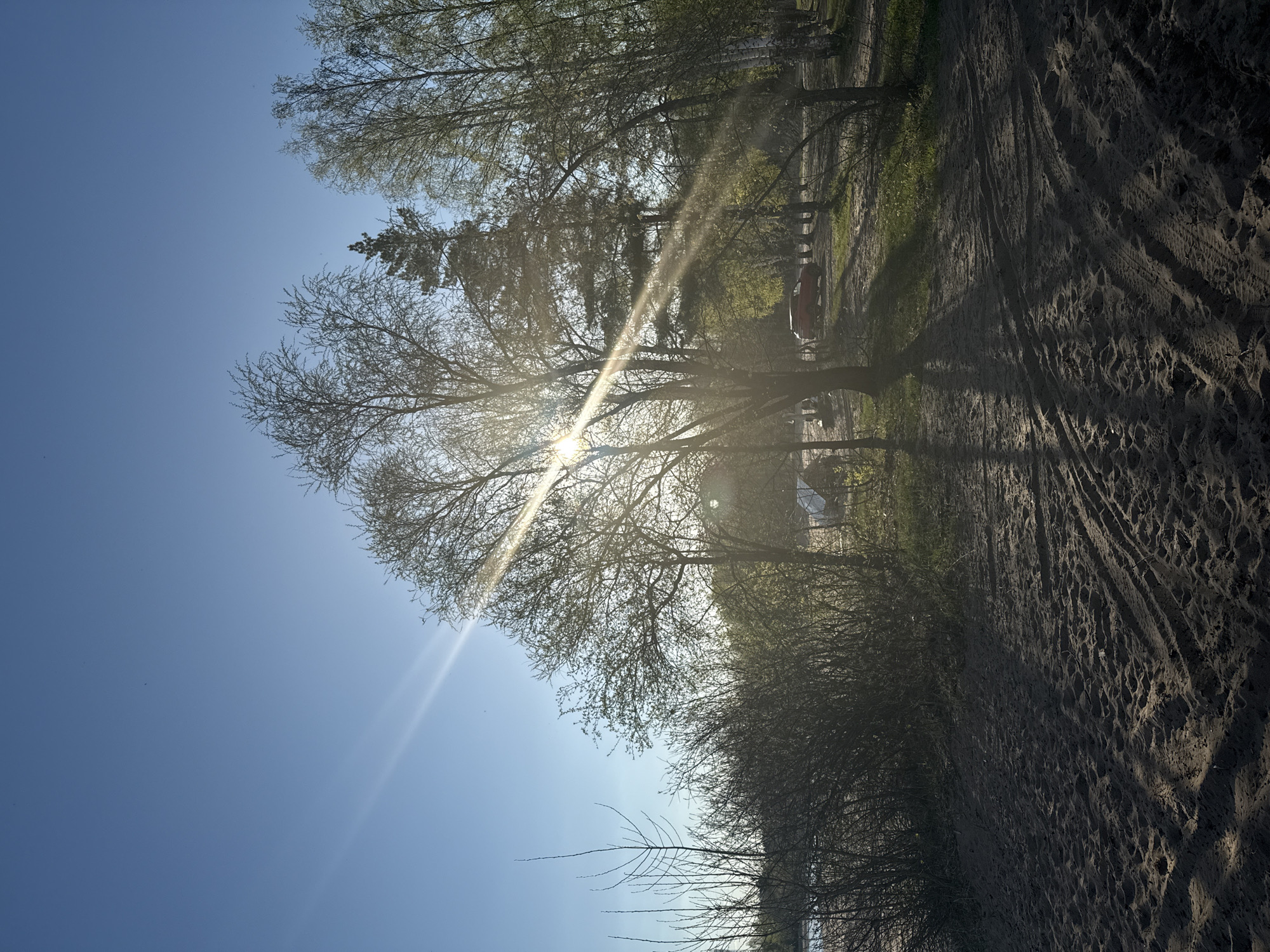 The image shows a landscape in Noviy, Russia. A sandy area with tire tracks occupies the right side of the frame. A row of trees and shrubs borders the sandy area, with the sun shining through the branches of one particular tree. The sky is clear and blue. A red car is visible in the distance behind the trees.