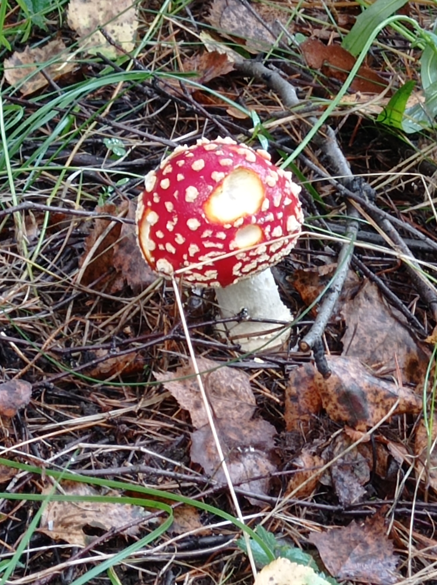 A single Amanita muscaria mushroom, also known as a fly agaric, is pictured growing amongst dried leaves, pine needles, and blades of grass. The mushroom has a bright red cap dotted with white spots and a white stem. The surrounding environment appears to be a forest floor, with fallen twigs and branches scattered throughout. The lighting suggests it is daytime, possibly overcast, as there are no strong shadows. The image is focused on the mushroom, with the background slightly blurred. The location is Degtyarsk, Russia.