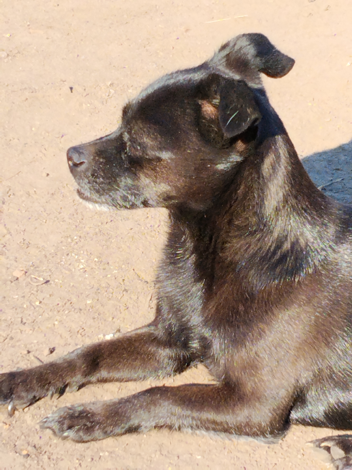 A black dog is lying down on a dirt ground. The dog is facing left with its eyes closed. The dog's fur is short and appears to be somewhat matted. The ground is composed of small pebbles and dirt. There are some shadows cast on the ground from an unseen object. The image appears to have been taken during daylight. The location is Ustyvytsia, Ukraine.
