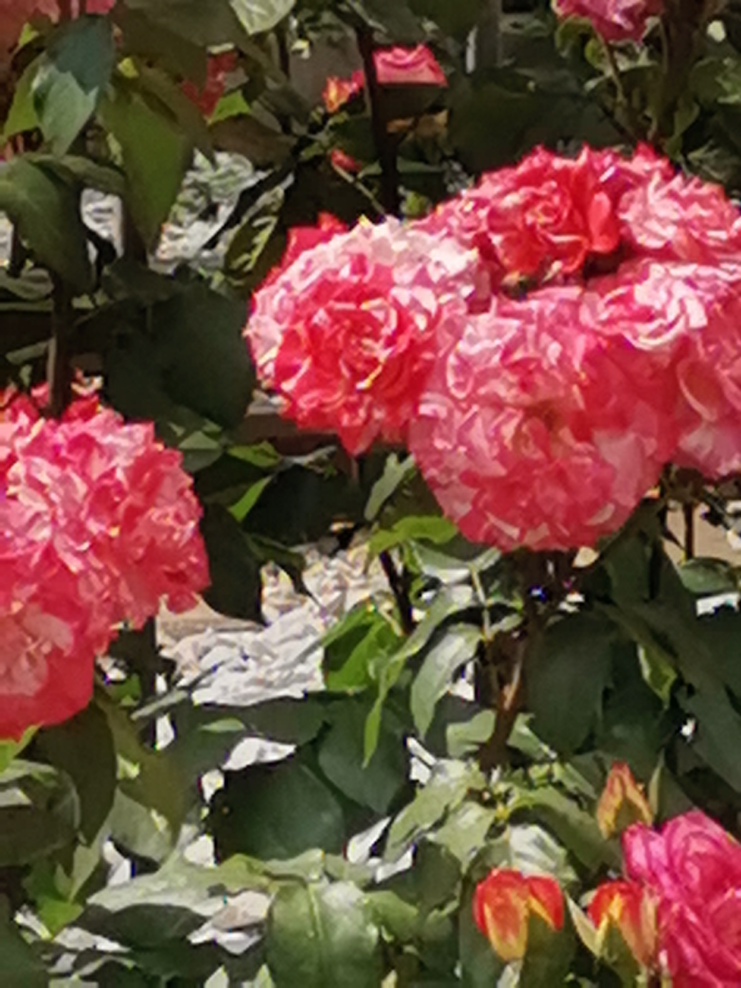 The image shows a close-up view of several vibrant pink and red roses and a few small, partially opened red and yellow buds. The flowers are clustered together amidst lush green foliage. Some of the rose petals have white or lighter pink streaks. The background is softly blurred, suggesting a shallow depth of field. The scene appears to be a garden or a park, likely outdoors. The presence of roses and the general atmosphere suggest a park or botanical garden setting. The image does not provide enough information to determine a specific location within the city of Sofia, Bulgaria.
