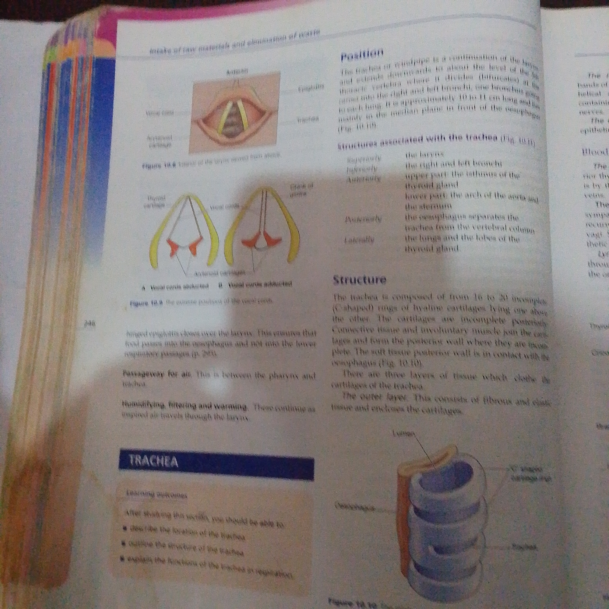 The image displays an open textbook showing anatomical diagrams and text related to the respiratory system, specifically focusing on the trachea and larynx. The text discusses the position, associated structures, and structure of the trachea, along with learning outcomes for studying this section. The diagrams illustrate the larynx in anterior and posterior views, showing vocal cords, and a cross-section of the trachea highlighting its cartilaginous rings. The book is placed on a surface, and the edge of another book or binder is visible on the left, with colorful page edges. The environment appears to be indoors, possibly a study or library setting. There is no information in the image that suggests a location in Jalingo, Nigeria.