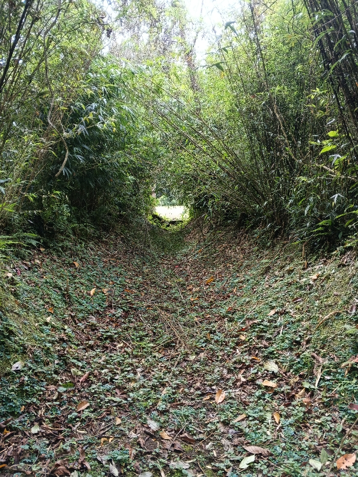 The image displays a deeply cut gully or path in Tah, Vietnam, flanked by steep, vegetated banks. These banks, approximately 2-3 meters in height, are densely covered with bamboo culms and various green foliage, including ferns, forming an overhead canopy that creates a narrow, tunnel-like passage. The ground surface of the path is covered with a thick layer of small green ground cover plants, intermixed with numerous fallen brown and reddish-brown leaves, twigs, and organic debris. The pathway extends into the distance, culminating in a brightly illuminated, undefined opening. No individuals, animals, or artificial objects are present in the scene. The lighting is ambient and filtered through the foliage, with concentrated brightness at the path's distant end.