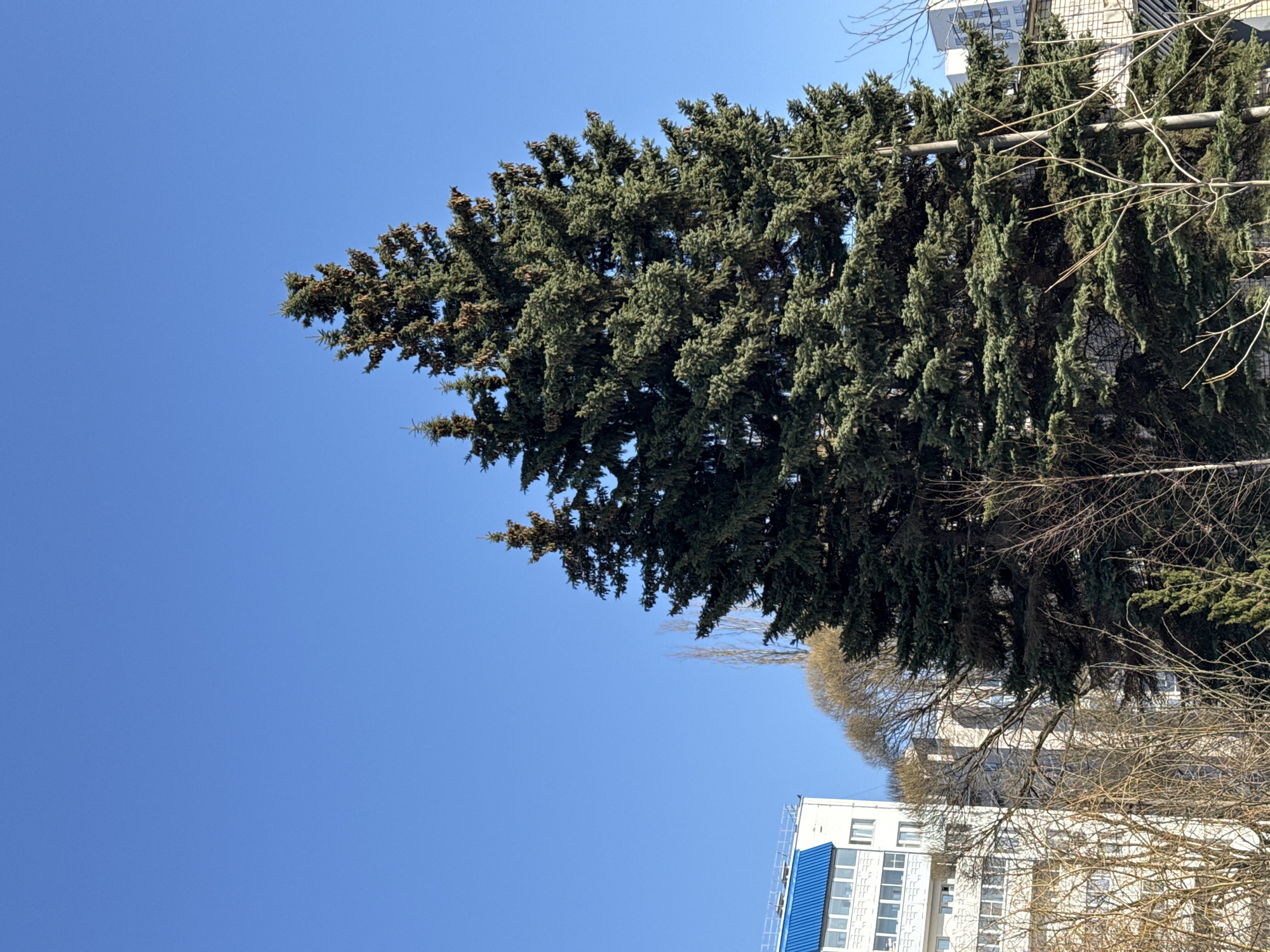 The image shows a tall evergreen tree in Izhevsk, Russia, against a clear blue sky. The tree's branches are dense and full, with some bare branches from other trees visible in the background. A white building with a blue roof is partially visible below the tree. The scene is shot from a low angle, looking up.