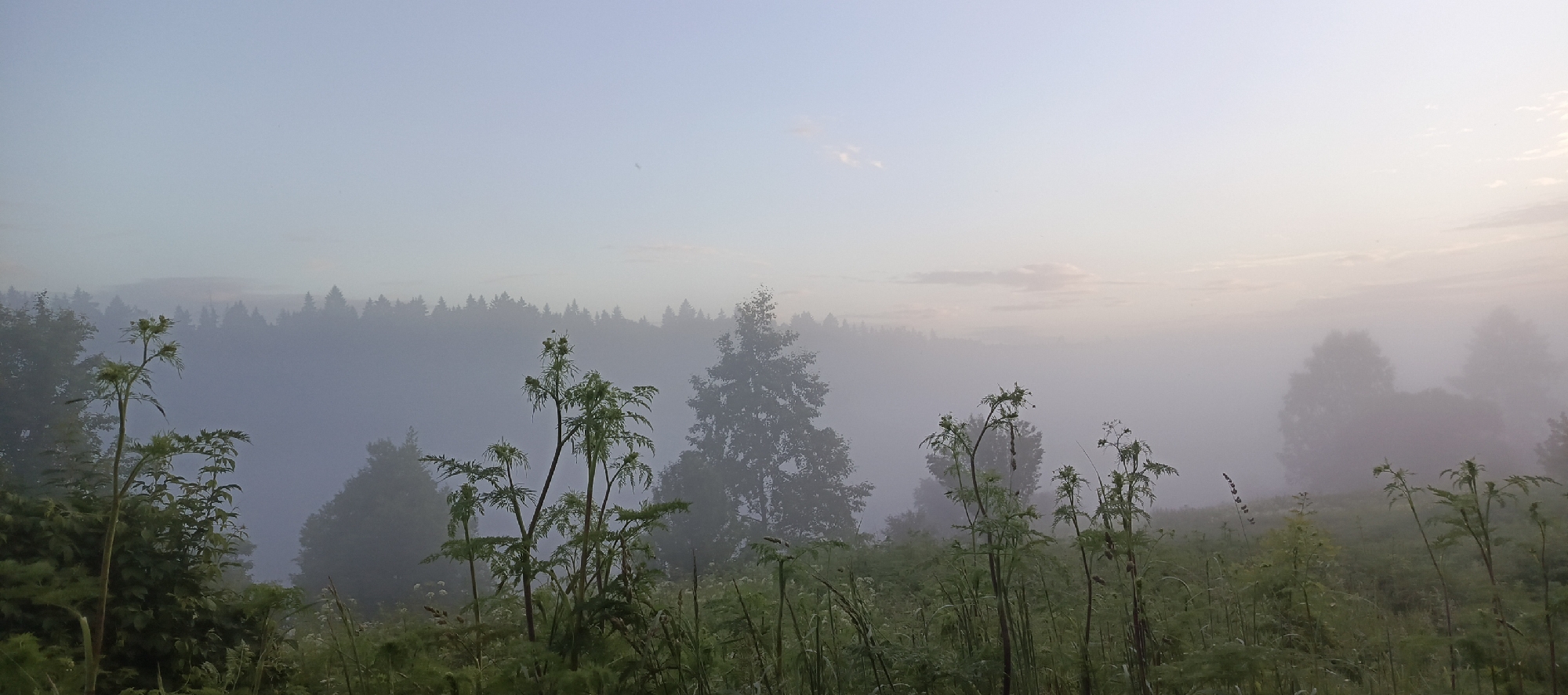 The image depicts a misty, early morning landscape with a dense forest line in the background. In the foreground, tall, green plants with feathery leaves and seed heads are prominent. The sky is a pale blue, transitioning to a lighter hue near the horizon, with faint hints of pink and orange suggesting sunrise. The overall atmosphere is serene and slightly mysterious due to the pervasive mist that softens the distant trees and creates a hazy effect. The location is identified as Merchalovo, Russia. No people or animals are visible in the scene.