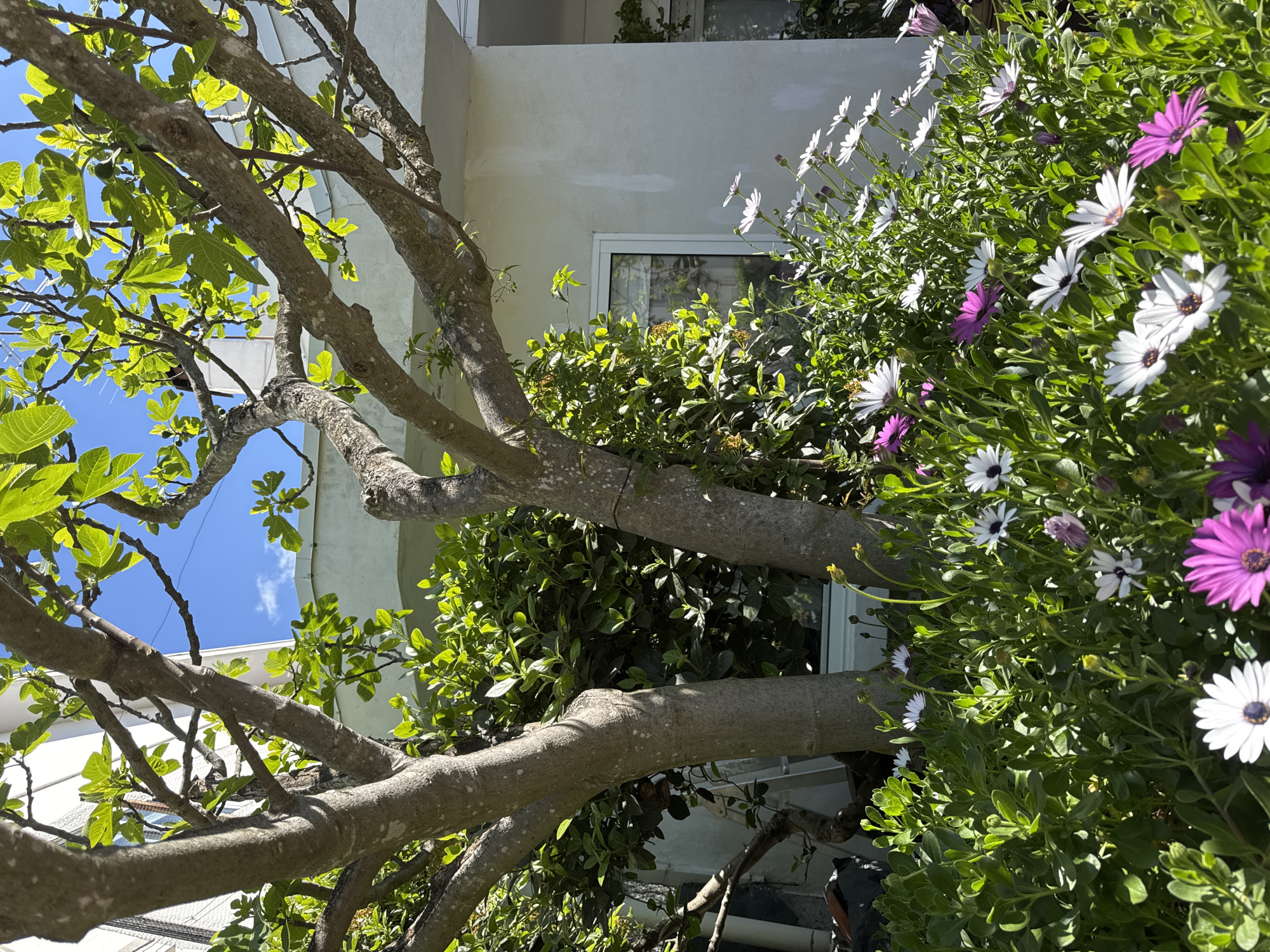This image depicts an outdoor garden scene in Mirandela, Portugal, under bright daylight with a clear blue sky and sparse white clouds visible overhead.
In the immediate foreground and midground, two large, multi-trunked trees with mottled grey bark and bright green foliage, consistent with fig trees, dominate the center. The leaves are vibrant, and small, unripe figs are discernible on some branches in the upper sections. Below these trees, a dense bed of flowering plants, identified as African Daisies (Osteospermum), occupies the lower portion of the frame. These flowers display petals in white, purple, and shades of white with purple centers, intermingled with green leafy growth. Several buds are also present among the open blooms.
The background features a minimalist, light-colored (white or very light grey) stucco building with clean lines and a visible flat roofline. At least two rectangular windows with white frames are visible, one partially obscured by dense green foliage to the left of the main tree trunks, and another smaller window to the far right. A white pillar or architectural extension is visible on the right side of the building. A chimney and the top of an external ladder are faintly visible behind the foliage in the upper left background.
No people, discernible actions, or direct interactions are present in the scene. The overall impression is one of a well-maintained garden area adjacent to a modern building.