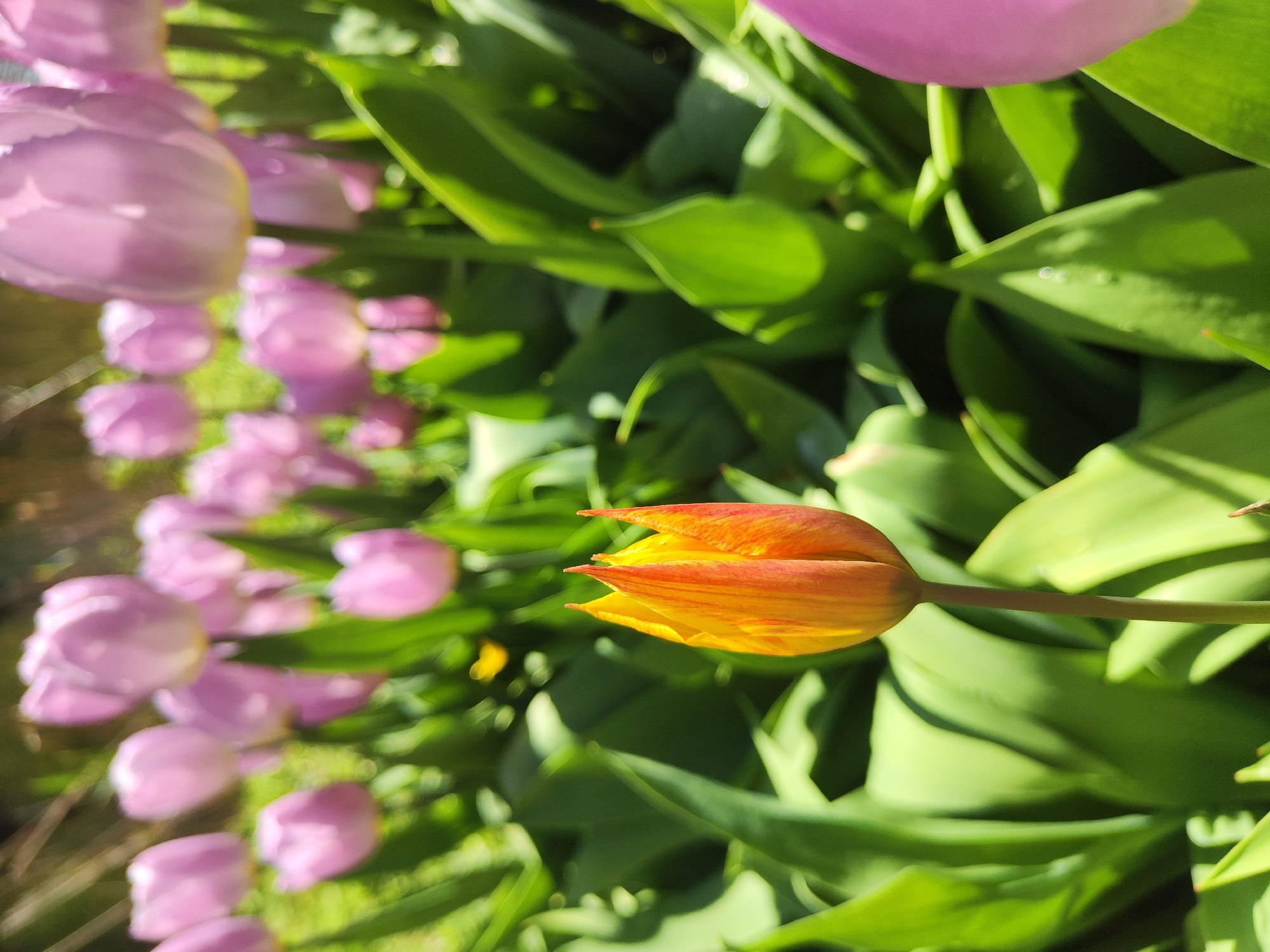 The image depicts a garden scene, likely in Saint Petersburg, Russia, as it contains a bed of purple tulips and a single yellow and orange tulip in the foreground. The yellow tulip is closed, indicating it is early in its blooming cycle. The focus is sharp on the yellow tulip and its leaves, while the background is slightly blurred. The background is dominated by green leaves and a row of purple tulips. Sunlight shines brightly on the flowers and foliage, creating shadows.