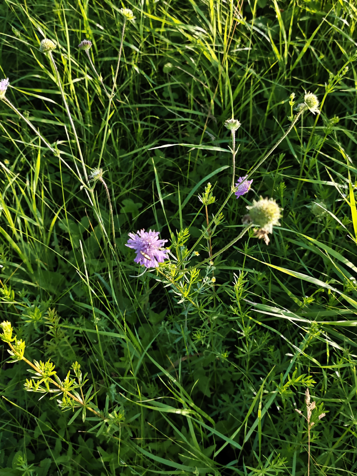 This media file captures a close-up view of a meadow filled with various green grasses and a few blooming wildflowers. The scene is set in a natural outdoor environment, likely a park or field, given the context of Parkhomivka, Ukraine. The time of day appears to be late afternoon or early evening, as indicated by the warm, golden light that illuminates the scene, casting long shadows and highlighting the individual blades of grass. The sunlight also creates a slight haze, suggesting fair weather.
The primary subjects are the plants. A prominent purple flower, likely a Scabiosa species, is in focus, with its delicate petals spread open. Around it, numerous tall, thin stalks of grass reach upwards, some tipped with seed heads. To the left, a branch of a low-lying plant with small, bright yellow flowers and numerous small leaves is visible. In the background, more green foliage and a few developing seed pods of other plants can be seen, adding depth to the composition. The overall mood is peaceful and serene, evoking the beauty of a summer meadow. There is no visible text in the image.