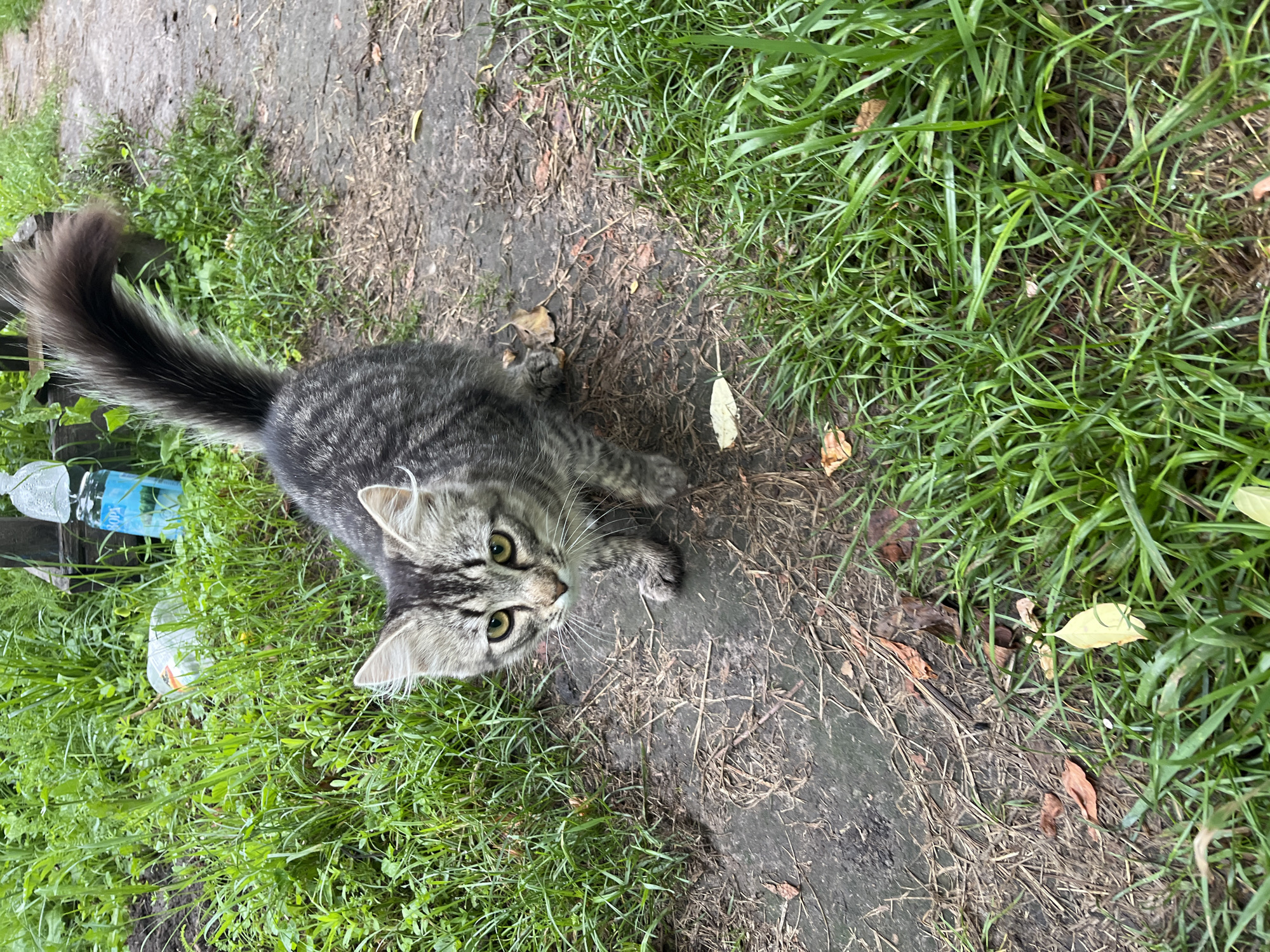 A young, long-haired tabby cat stands on a dirt path surrounded by tall green grass. The cat is facing the camera, with its tail held high and bushy. Its fur is a mix of gray and black stripes, and its eyes are a bright yellow-green. In the background, there are some discarded plastic bottles and a wooden structure. The scene appears to be an outdoor area in what might be a garden or a park.