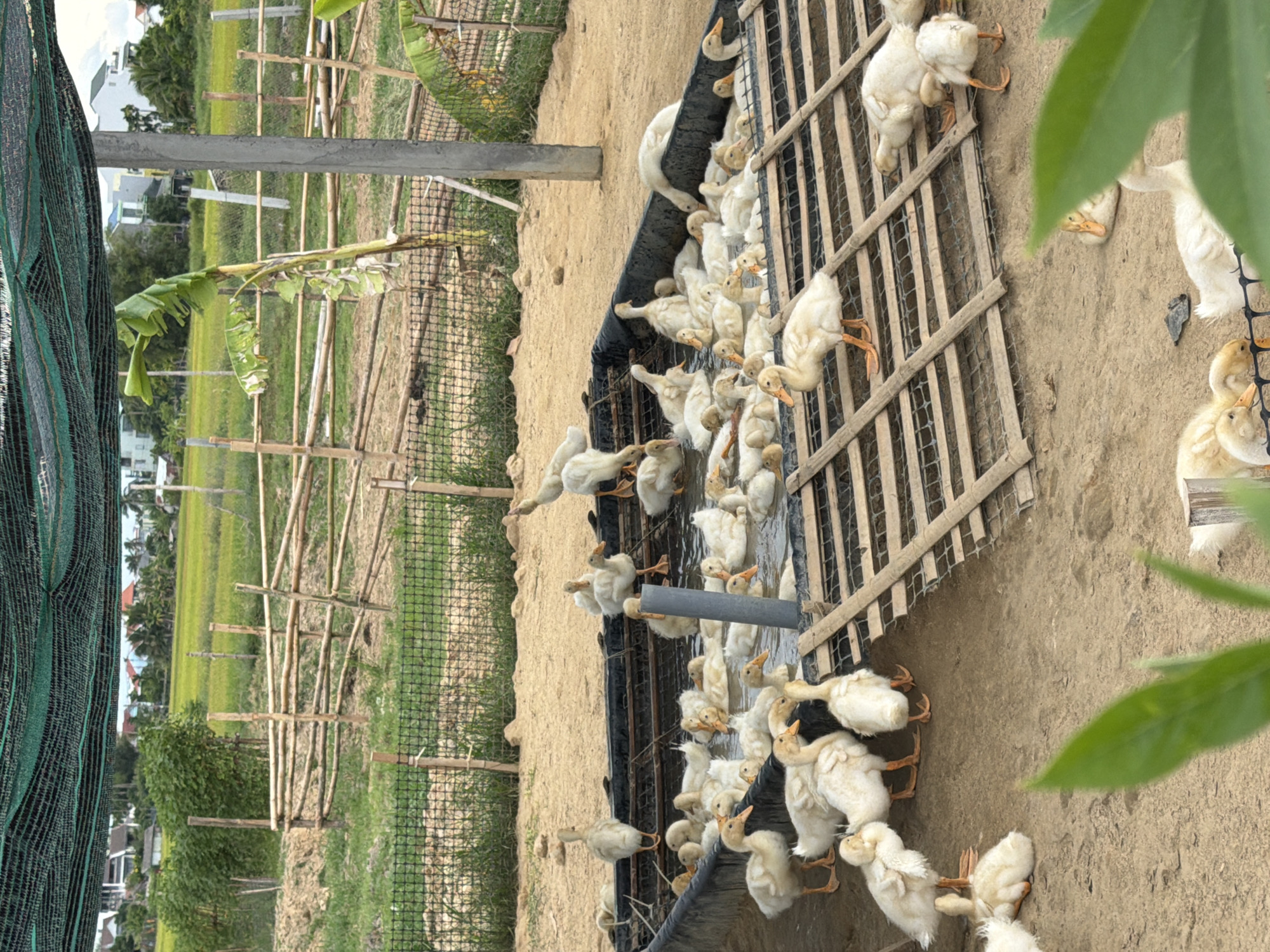This image depicts an outdoor duck enclosure, likely on a farm or rural property, situated in Hoi An, Vietnam. The scene is dominated by a large, dark-colored pool or trough filled with water, teeming with numerous white and light-colored ducks of various ages, from ducklings to older birds. Some ducks are swimming in the water, while others are standing on the sandy ground surrounding the enclosure or perched on a wooden ramp that extends into the pool.
The enclosure itself appears to be constructed with a black liner and is surrounded by a mesh fence. Beyond the enclosure, a wooden fence made of bamboo poles runs horizontally, suggesting a boundary or a support structure. In the background, a field of green crops, possibly rice paddies, stretches out, with a few buildings and palm trees visible in the distance. The overall impression is one of a working agricultural environment.