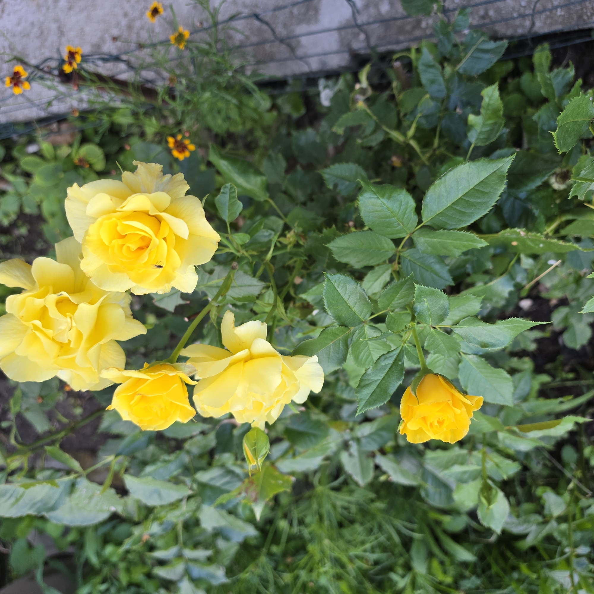 A close-up, high-angle shot features a cluster of yellow roses in a garden. The roses, in various stages of bloom, are vibrant against a backdrop of lush green foliage. One rose, in the lower left of the frame, is a tightly closed bud. Above it, a partially opened bud shows the yellow petals unfurling. A cluster of three fully bloomed roses occupies the upper half of the image. A small black insect is visible on the petals of one of the fully bloomed roses on the right. In the background, out-of-focus small yellow and orange flowers are scattered among the greenery, and a concrete structure with a wire fence runs vertically along the right edge of the frame. The scene appears to be outdoors, likely in a residential garden setting in Peshtera, Bulgaria, given the context provided, suggesting a warm, sunny day.