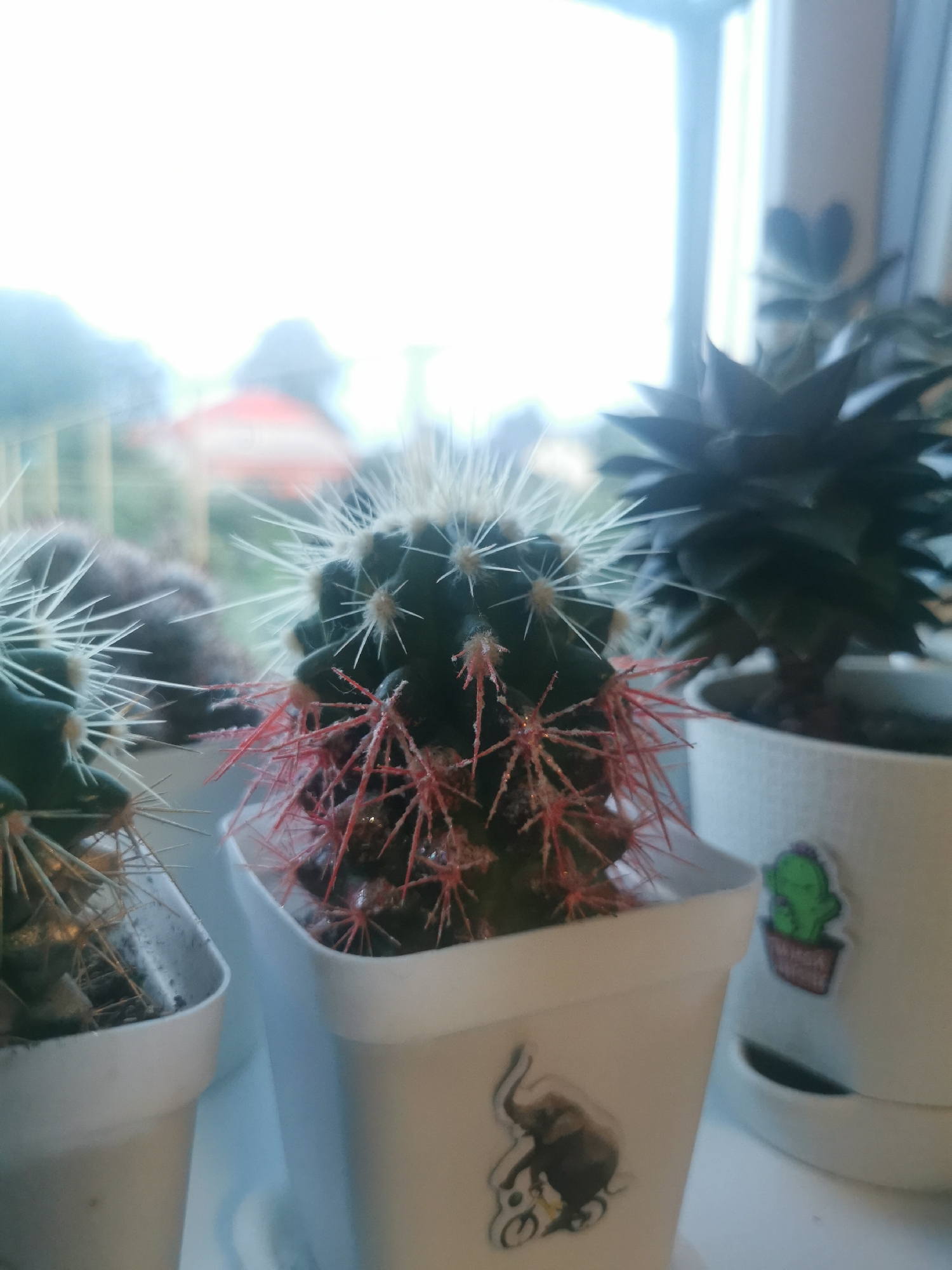 This media file is a close-up, eye-level shot of several potted cacti and succulents placed on a windowsill, with a bright, overcast sky visible in the background. The main subject is a small, dark green cactus with prominent, sharp spines, some of which are a striking red color. The cactus is in a white pot adorned with a sticker of an elephant riding a bicycle. To the left, another cactus is partially visible in a similar white pot. To the right, a darker succulent, possibly an Echeveria or Sempervivum, is also in a white pot. This pot features a sticker of a small, cartoonish green cactus. The lighting suggests it is daytime, possibly morning or afternoon, with diffuse light from the window. The background shows blurry outdoor scenery with trees and what appears to be a red and white structure, perhaps a roof or umbrella. There is no text visible other than the decorative stickers on the pots. The overall mood is calm and still, focusing on the texture and form of the plants.