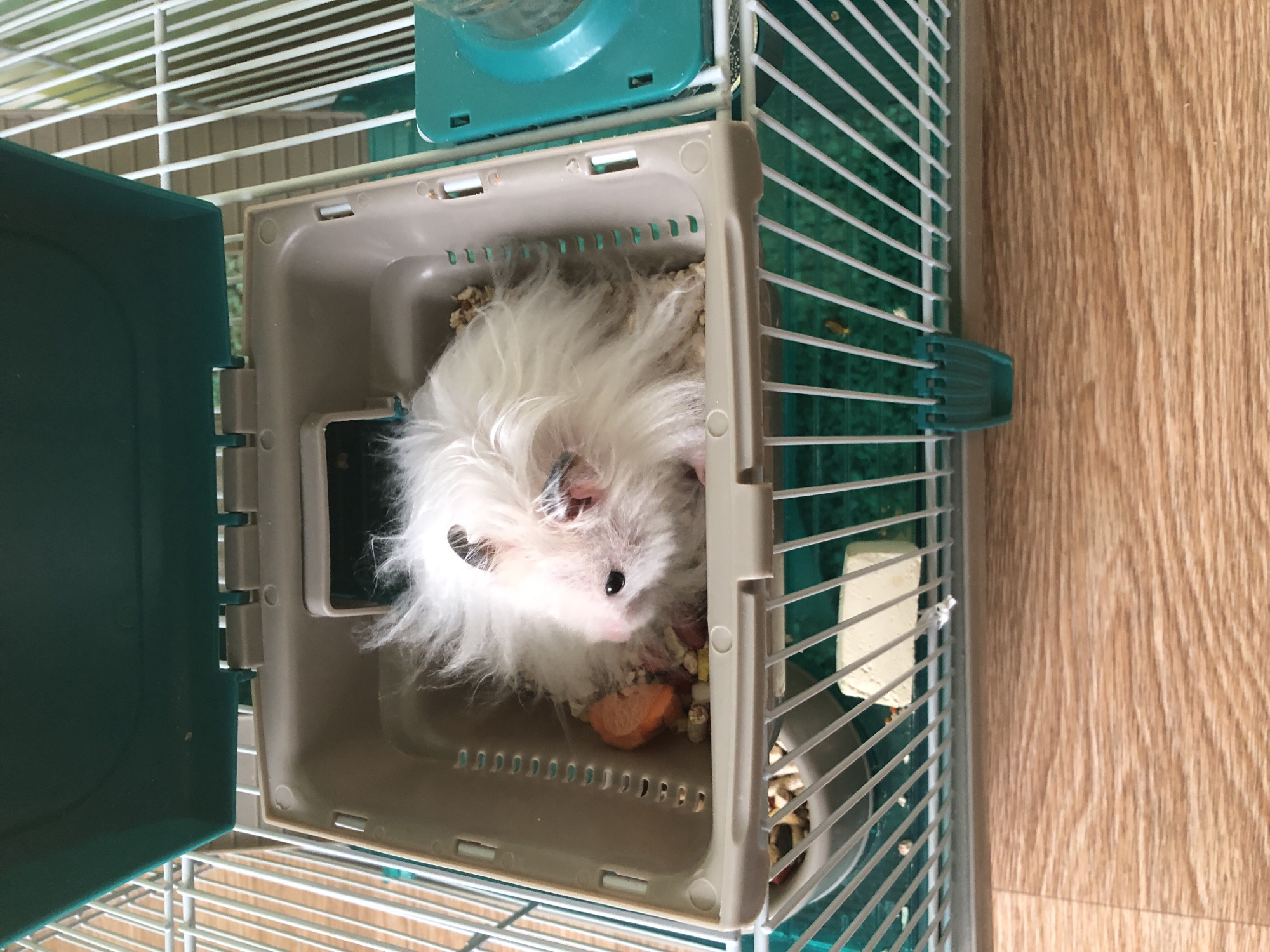 A fluffy, white hamster with a pink nose and dark eyes is inside a plastic habitat within a white wire cage. The habitat is a light brown rectangular box with ventilation holes along the sides. The hamster is nestled in a bed of wood shavings and has a small piece of orange food in front of it. The cage has a teal-colored lid that is propped open. The cage is sitting on a wooden floor. This image was taken in Solikamsk, Russia.