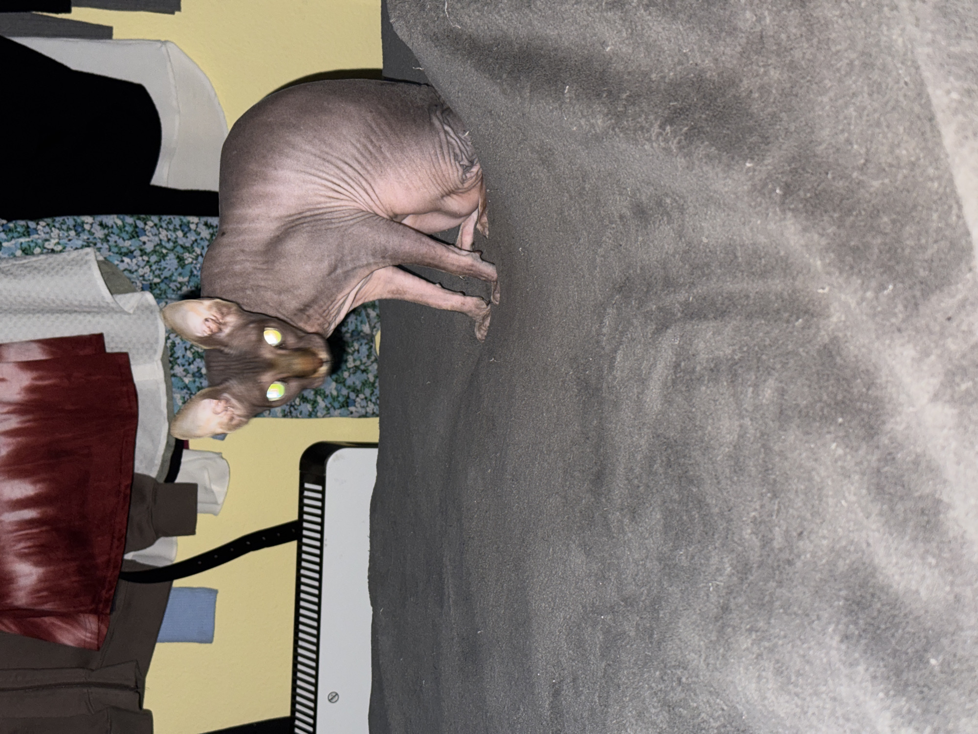 The image shows a hairless cat (likely a Sphynx breed) on a grey blanket. The cat is positioned near the edge of the blanket, with its head and front paws visible. Its eyes are reflecting light, giving them a glowing appearance. The background includes a wall, a clothing item (possibly tie-dye), and other assorted items of clothing. A white radiator is also visible. The location in Figueira da Foz, Portugal cannot be determined from this image.