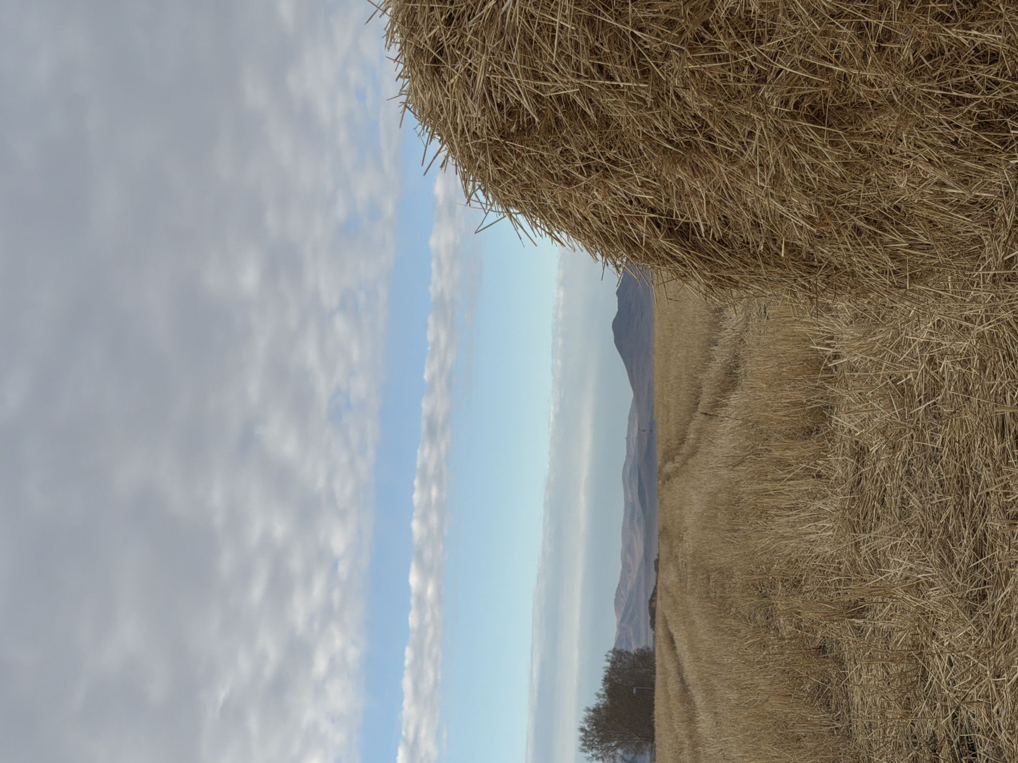 The image depicts a rural scene near Первомайское, Russia. A large bale of hay occupies the right side of the frame, extending from the top to near the bottom. To the left of the hay bale, a field of cut grain stretches towards a distant mountain range. In the background, a strip of blue sky is visible, partially obscured by clouds. The presence of a lone tree near the center of the frame suggests a sparse landscape.