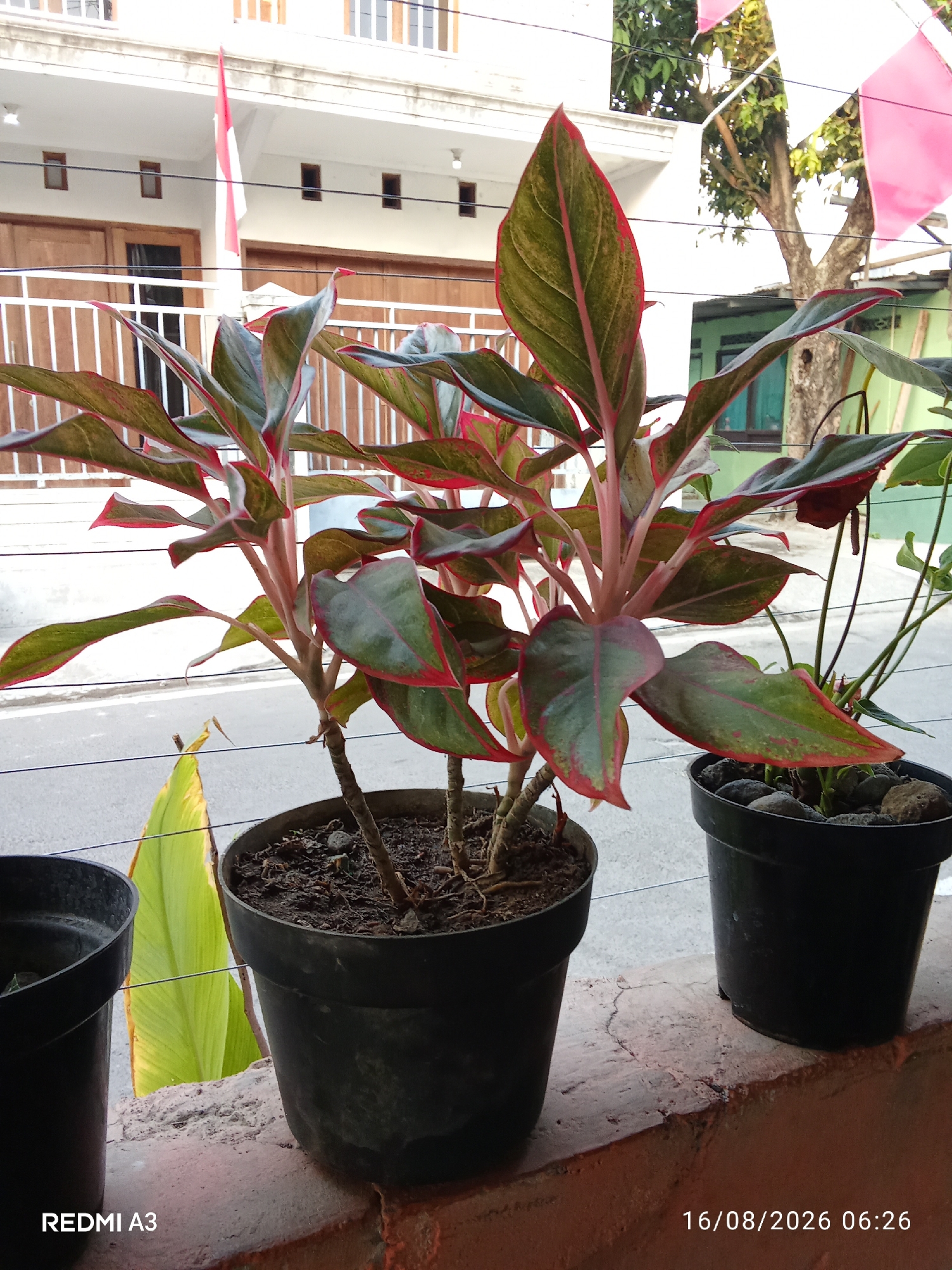 In a close-up, eye-level shot taken in Banaran, Indonesia, two potted plants are displayed on a textured, reddish-brown ledge. The plant in the foreground, a red-edged Aglaonema, stands in a black plastic pot filled with dark soil. Its broad, glossy leaves, primarily green with striking red borders and veins, are arranged on pale pink stems. To the right, another black plastic pot holds a smaller plant with darker green leaves, interspersed with smooth, dark stones.
Behind the plants, a white railing with vertical wooden slats lines the front of a building with a light-colored facade. The building features several rectangular wooden-framed windows. A red and white Indonesian flag is prominently displayed on a pole, fluttering against the white wall. To the right of the main building, a hint of a green structure and the textured trunk of a tree are visible. Electrical wires stretch horizontally across the scene. The background suggests a street view with the possibility of a road or pathway. The lower-left corner of the image displays the text "REDMI A3," and the lower-right corner shows the date and time "16/08/2026 06:26."