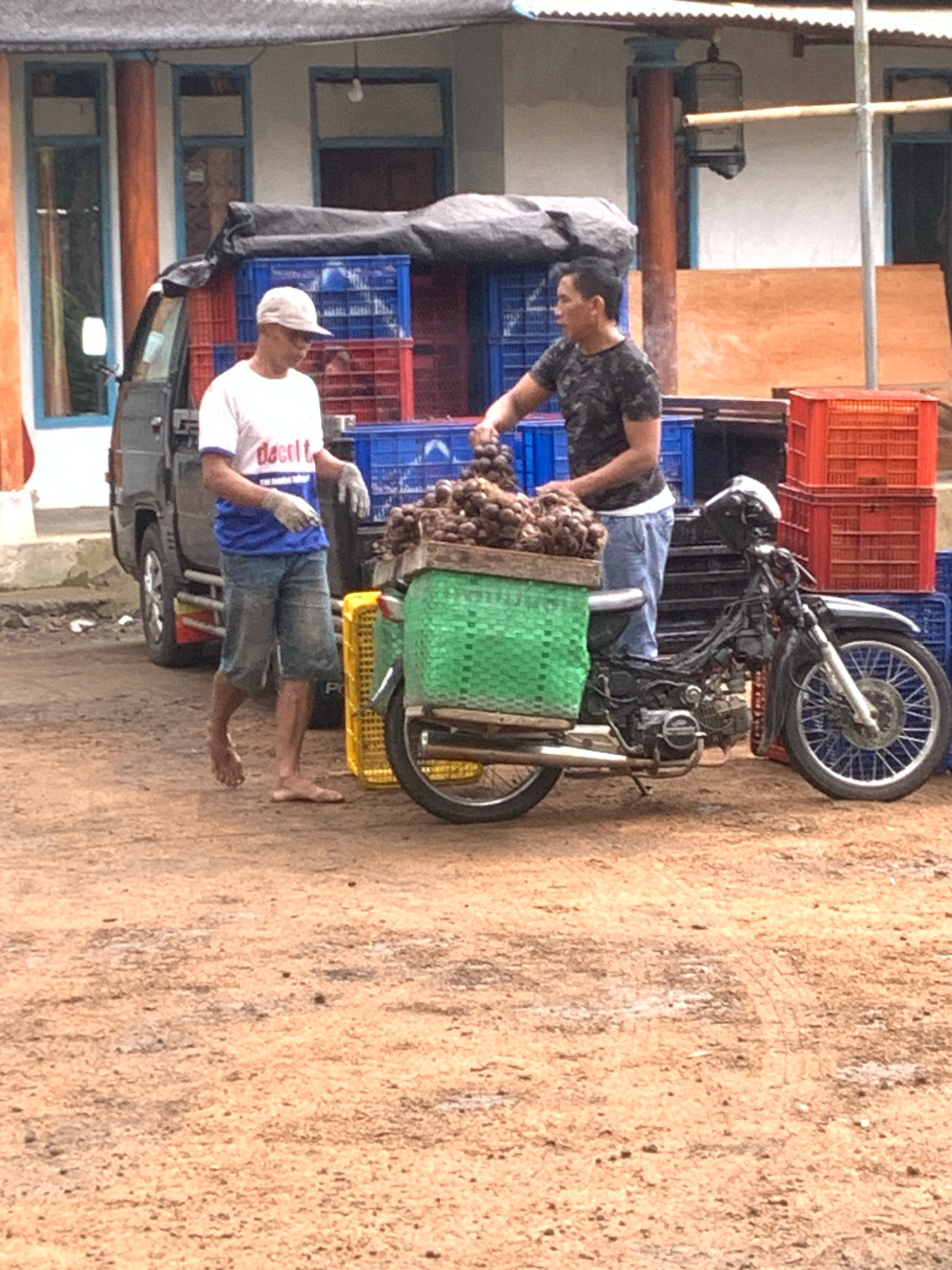 In Pronojiwo, Indonesia, two men are engaged in loading produce onto a motorcycle. The man on the left, wearing a white t-shirt with blue accents and blue shorts, stands barefoot on a dirt ground. He holds a large bunch of brown, bulbous produce. The man on the right, dressed in a camouflage t-shirt and blue jeans, is also holding a similar bunch of produce, appearing to place it into a green woven basket mounted on the back of the motorcycle. The motorcycle, a black scooter with a green basket and a yellow crate nearby, is parked on the dirt. In the background, a black truck with blue and red crates is visible, alongside a building with windows. Red crates are stacked to the right of the motorcycle.