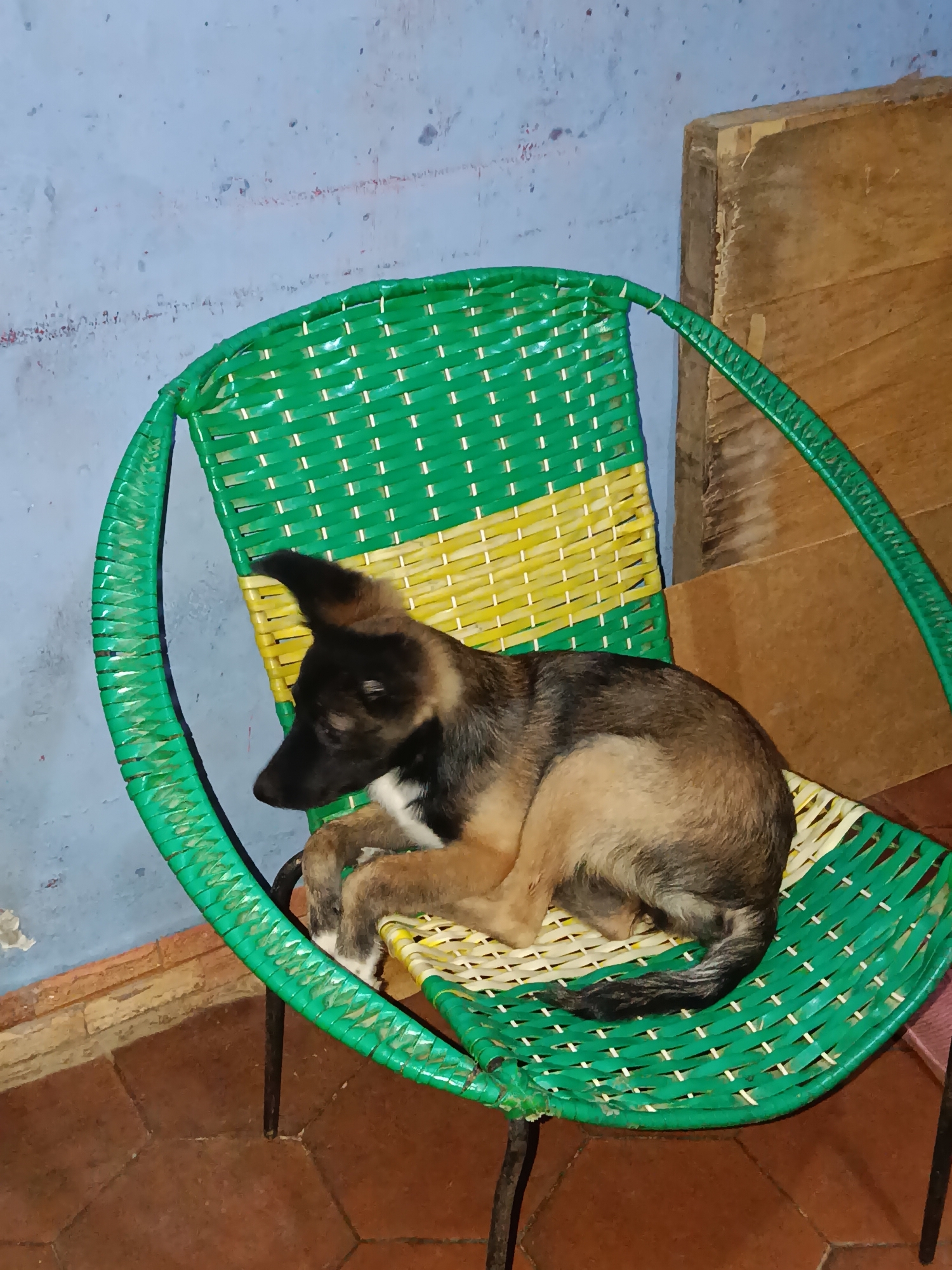 In a domestic setting, possibly within the city of Juan Griego, Venezuela, a young dog with tan and black fur is resting on a woven green and yellow chair. The dog is curled up, with its head resting on its paws. The chair has a rounded frame and appears to be made of plastic or a similar material. The background includes a textured blue wall and a wooden object. The floor is tiled in a reddish-brown color. The lighting suggests an indoor environment, possibly during the evening or in a dimly lit area.