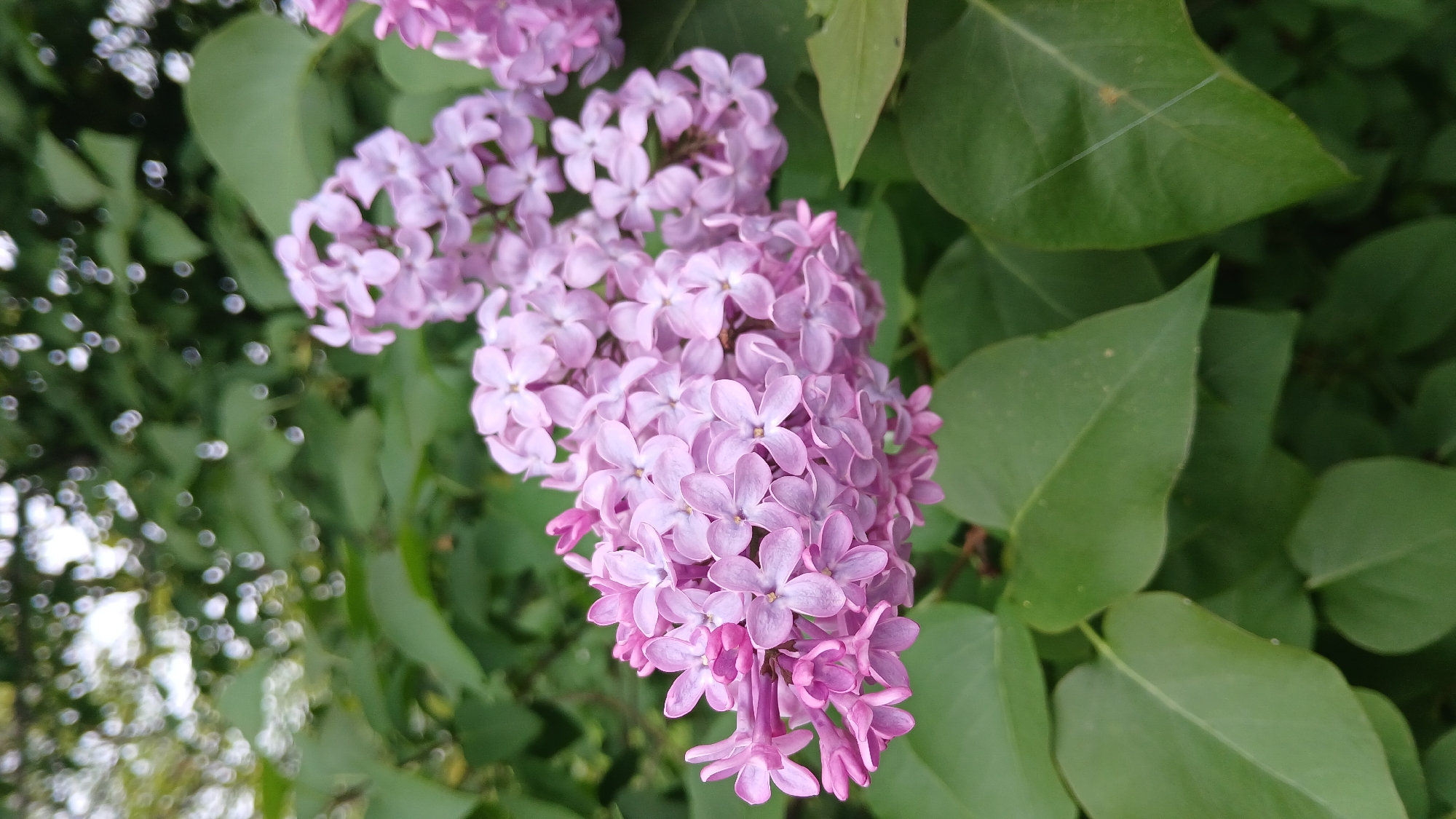The image shows a close-up of lilac flowers in bloom, surrounded by green leaves. The flowers are light purple in color and densely packed together in clusters. The leaves are large and oval-shaped with prominent veins. The background is blurred, suggesting the surrounding environment is foliage. The specific location is not identifiable based on the image.