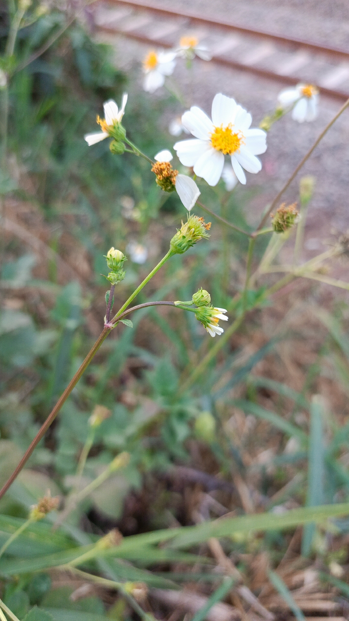 The image captures a close-up view of several white wildflowers with yellow centers, likely Spanish Needles (Bidens alba), blooming in a natural outdoor setting. The flowers are on thin stems, with some in full bloom and others as buds or wilting. The background is blurred, featuring green foliage and hints of brown earth, suggesting a natural environment such as a field or roadside. The lighting appears soft, possibly from natural daylight. There are no people or animals visible in the frame. The scene is devoid of any man-made objects, except for a faint suggestion of a pathway or railing in the upper right corner, which is out of focus. The overall impression is one of nature's quiet beauty.