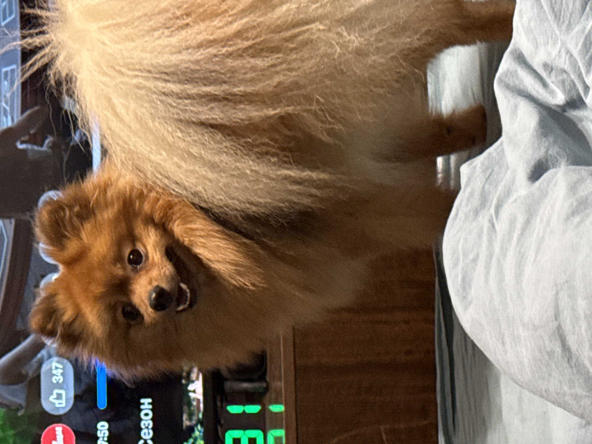 A medium close-up shot depicts a fluffy, brown Pomeranian dog with its face turned slightly toward the viewer, displaying a smiling expression. The dog is positioned near a bed covered with light blue bedding. In the background, a television screen displays a video with discernible elements such as a like count of "347" and the word "СЕЗОН" (season in Russian) written in Cyrillic script. Below the TV screen, there's a digital clock displaying green numbers. The image suggests an indoor environment. There is no verifiable evidence to indicate the image was taken in Khimki, Russia.