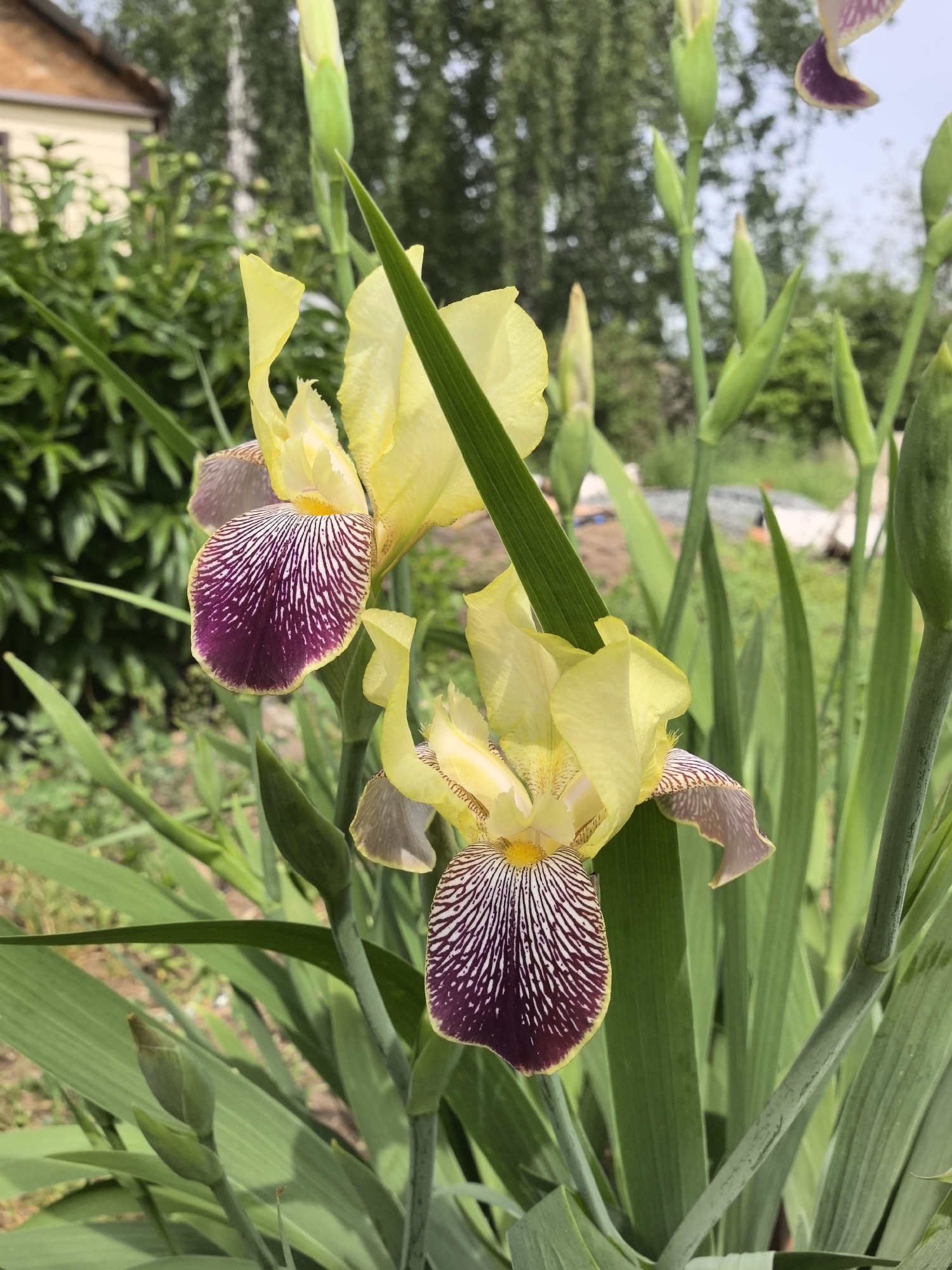 The image depicts two yellow and purple iris flowers in a garden setting. The irises are in full bloom, with their petals prominently displayed. The foreground shows green foliage. In the background, there are more green trees and bushes, and a blurred structure resembling a building is visible. There is no evidence in the image to confirm the location in Noviy, Russia.