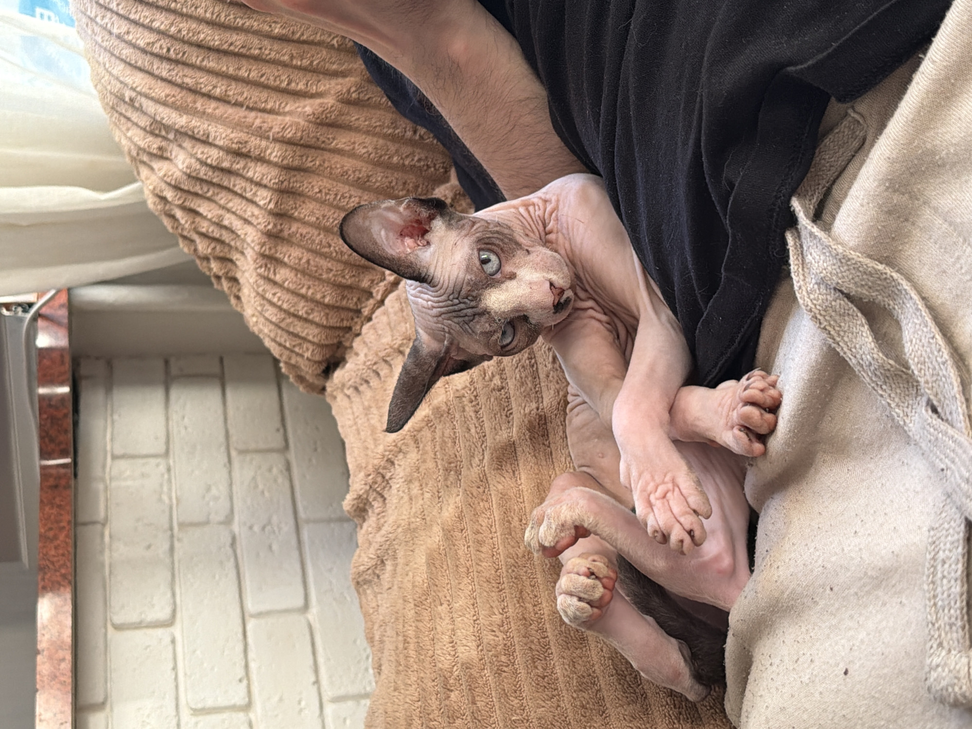 A light-skinned person is holding a hairless cat. The cat is curled up in the person's arms and is looking at the camera. The cat is light pink with dark grey ears. The person is wearing a black shirt and is sitting on a brown corduroy couch. A light tan blanket is next to them. A white brick wall is in the background. The location is unknown.