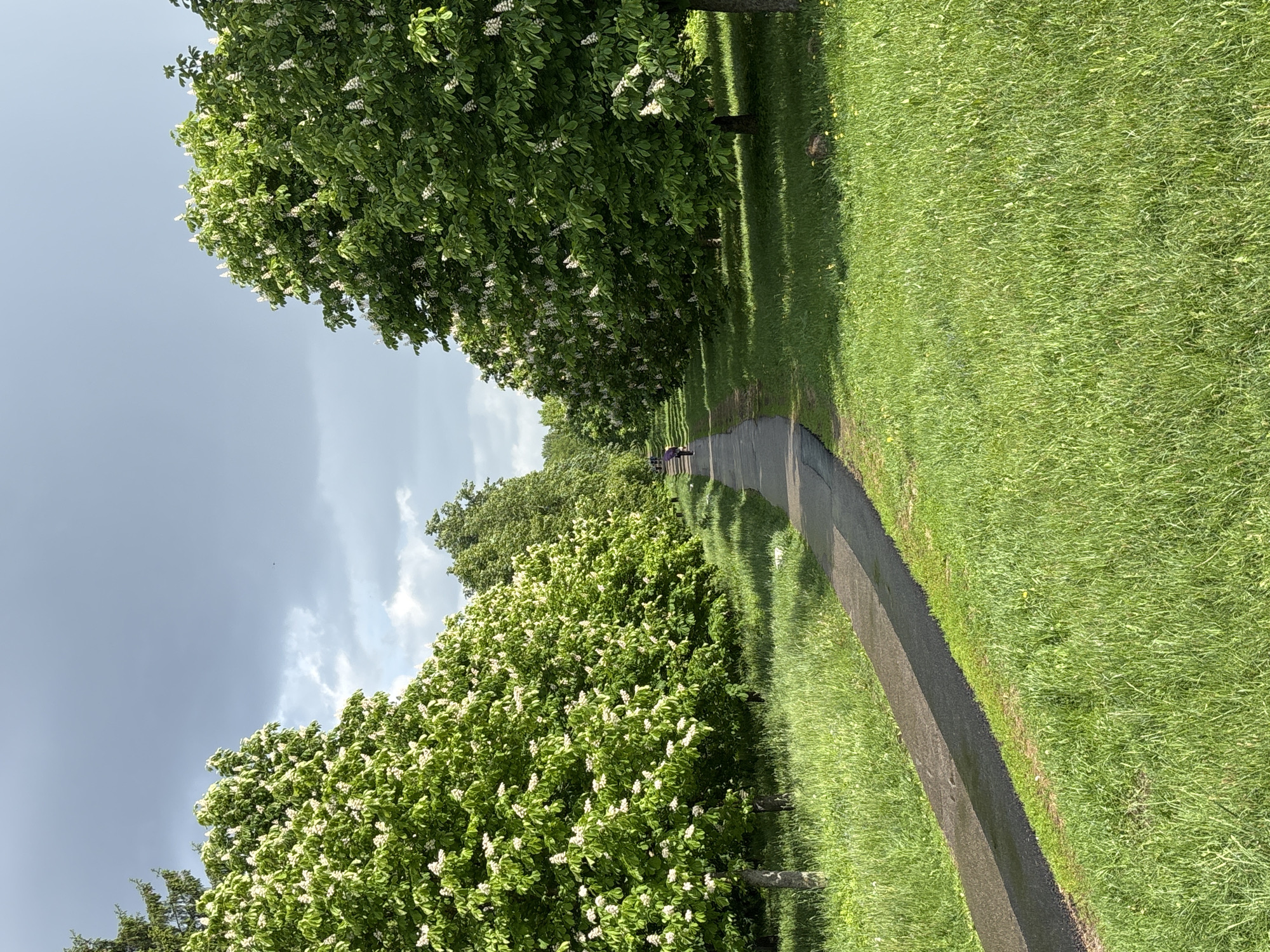 A park path in Minsk, Belarus, is flanked by flowering trees and green grass under a partly cloudy sky. The path is paved and curves gently into the distance, where a person in dark clothing is visible. The trees on either side are full of green leaves and white blossoms. The grass is neatly cut and appears healthy. The sky overhead is a mix of dark storm clouds and patches of blue. The light is generally bright, with dappled shadows cast by the trees.