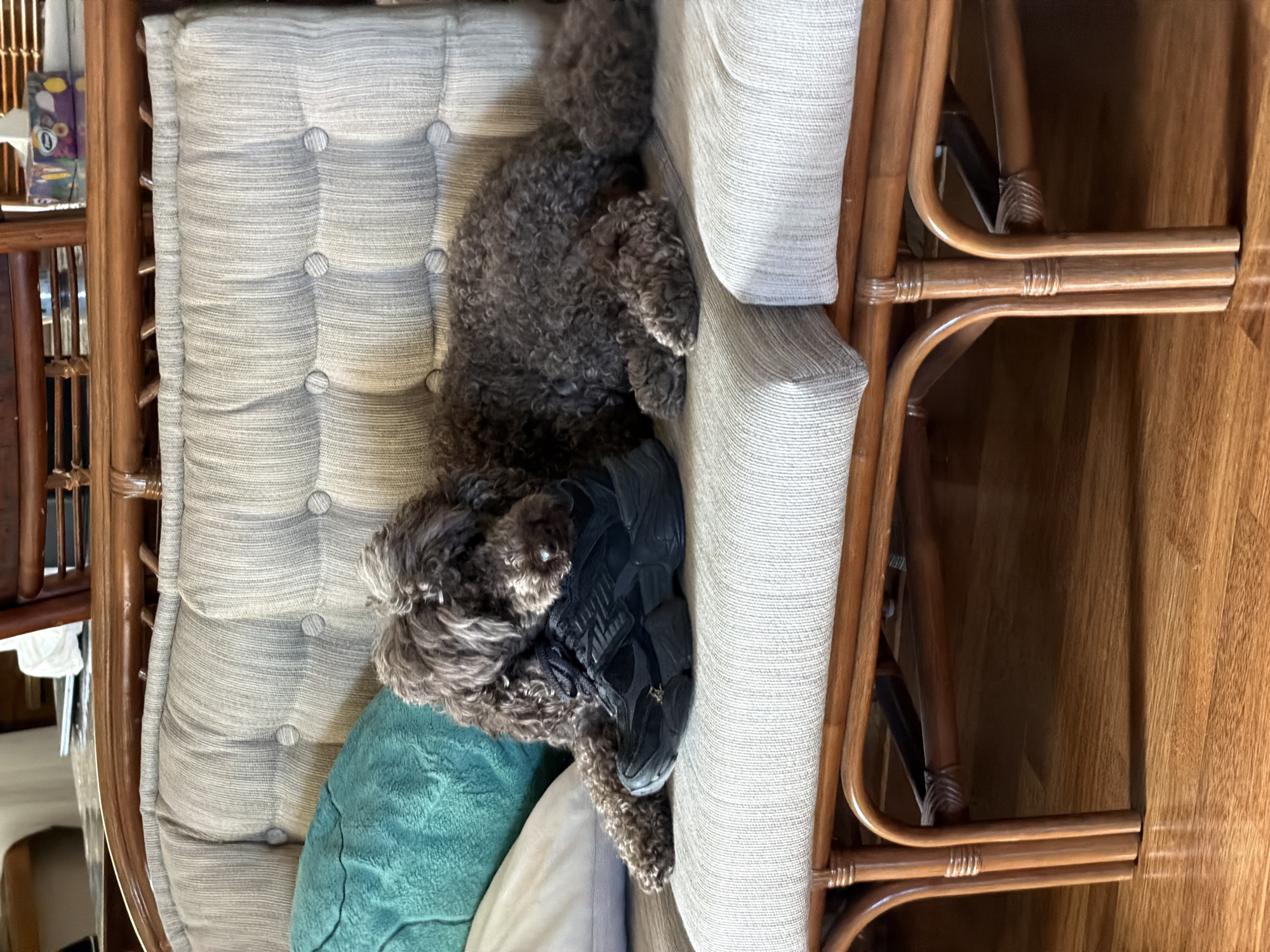 A medium-sized, dark brown poodle is lying on a light gray, tufted cushion of a rattan chair. The dog is resting its head on a teal-colored pillow and a white pillow. A black athletic shoe rests next to the dog's head. The rattan chair is on a hardwood floor. The location in the city of Krasnoyarsk, Russia is not discernible from the image.