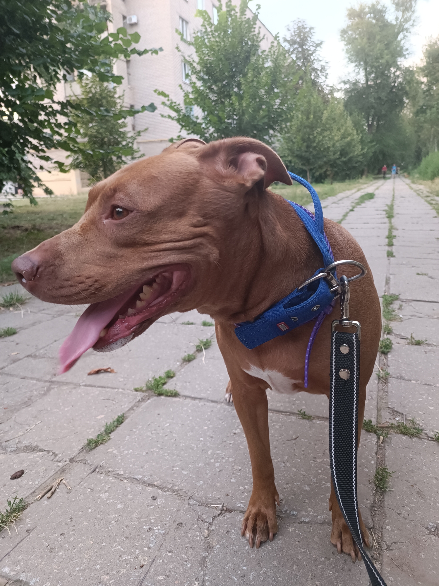 An American Pit Bull Terrier, with brown fur and white markings on its chest, stands on a concrete pathway. The dog is wearing a blue collar with purple trim and is attached to a black leash with silver clasps. Its mouth is open, and its pink tongue is extended, suggesting it might be panting or hot. The background shows a multi-story building and trees, indicating an urban or suburban setting. The pathway appears to be in a park or a residential area, with some weeds growing between the concrete slabs. Two individuals can be seen in the distance, walking further down the pathway. The lighting suggests it is daytime, possibly late afternoon. The image is taken from a medium-low angle, focusing on the dog. There are no visible signs of distress or violence.