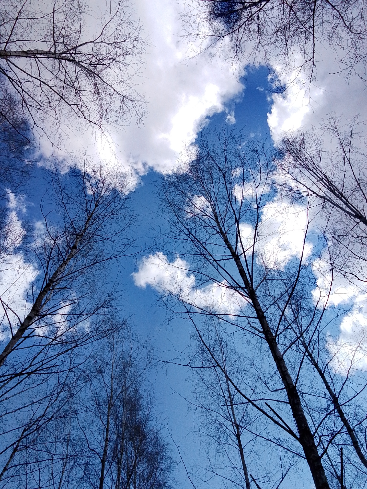 The image presents a serene upward view through the bare branches of tall deciduous trees against a dynamic sky. The intricate network of slender, dark branches of multiple trees forms a natural frame around the sky, which features a clear, vibrant blue interspersed with striking white and grey clouds. Some of the tree trunks exhibit the distinctive white bark characteristic of birches, confirming their species.
The scene appears to be set in a forest or wooded area, viewed from the ground looking straight up. The bright illumination of the sky suggests it is daytime, possibly late morning or early afternoon. The absence of leaves on the trees indicates a period of dormancy, such as late autumn, winter, or early spring. The sky is a mix of fluffy white cumulus clouds and broader, more diffuse grey cloud masses, creating a visually engaging contrast with the deep blue.
There are no people or man-made objects visible, focusing entirely on the natural environment. No specific activity or event is taking place beyond the natural state of the trees and sky. There is no visible text in the image. The overall impression is one of peaceful natural beauty within a forest setting, consistent with the location context of Elets-Malaninskii, Russia.