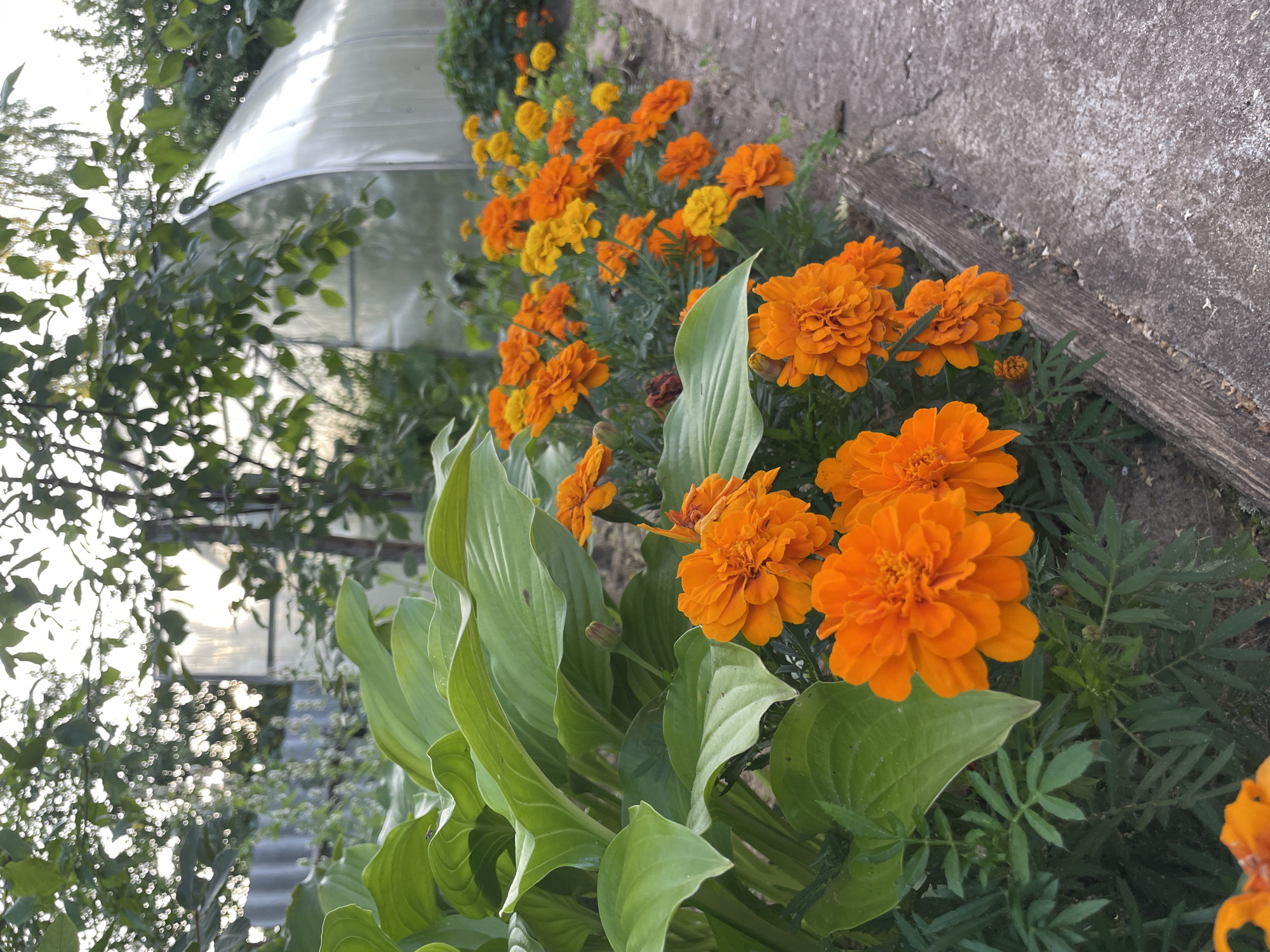 The image depicts a garden bed with vibrant orange and yellow marigolds in bloom, bordering a concrete path. A large-leafed plant, possibly a hosta, is visible on the left side of the frame, its lush green foliage contrasting with the colorful flowers. In the background, a clear-span greenhouse with a curved roof is partially visible, suggesting it's located in a rural or suburban setting. The overall scene evokes a sense of natural beauty and cultivation, typical of a well-maintained garden. The location is identified as Дресвяново, Russia. There are no people or animals present in the image. The lighting suggests it is daytime, possibly late afternoon given the soft sunlight filtering through the leaves.