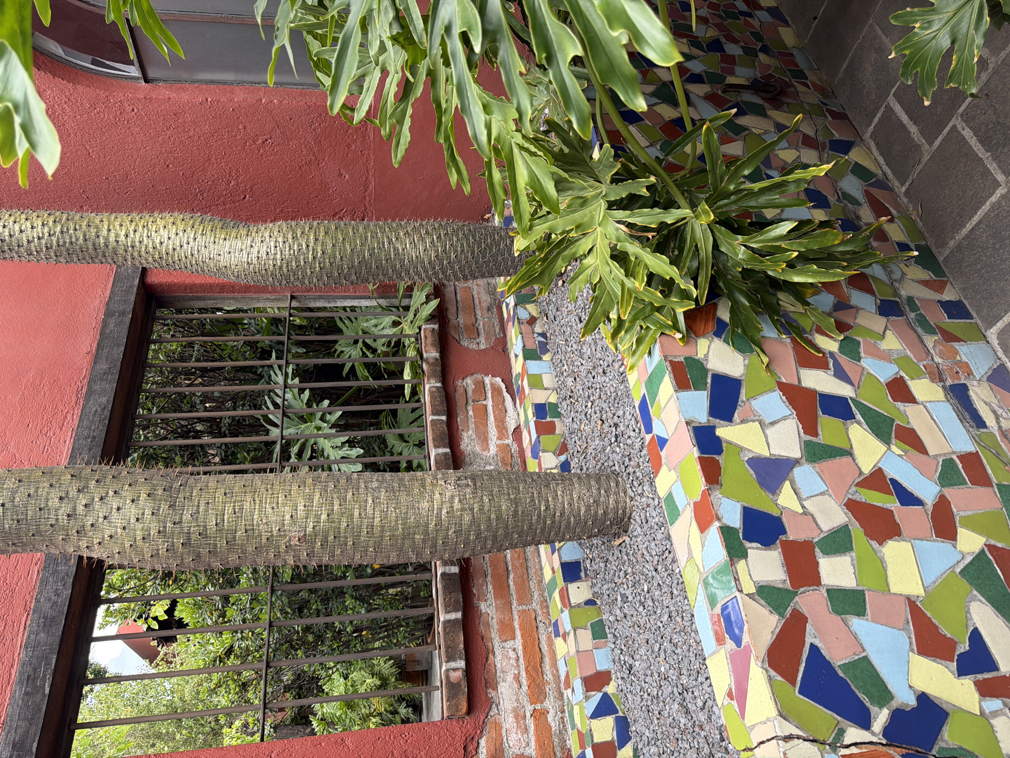 This outdoor shot, likely taken during daylight, features a collection of architectural and botanical elements. The main subject consists of two trees with unusual, spiky trunks, set against a backdrop of brickwork and a red-painted wall. A window with a metal grate is visible behind one of the trees, offering a glimpse of additional foliage outside.
The ground is covered with a colorful mosaic pattern, composed of irregularly shaped tiles in shades of red, blue, green, yellow, and white. The mosaic is bordered by small gray gravel. A plant with broad, green leaves adds a touch of verdant growth to the scene.
Given the mosaic style and architectural details, the location of this image is probably Puebla, Mexico. There are no people visible in the shot.