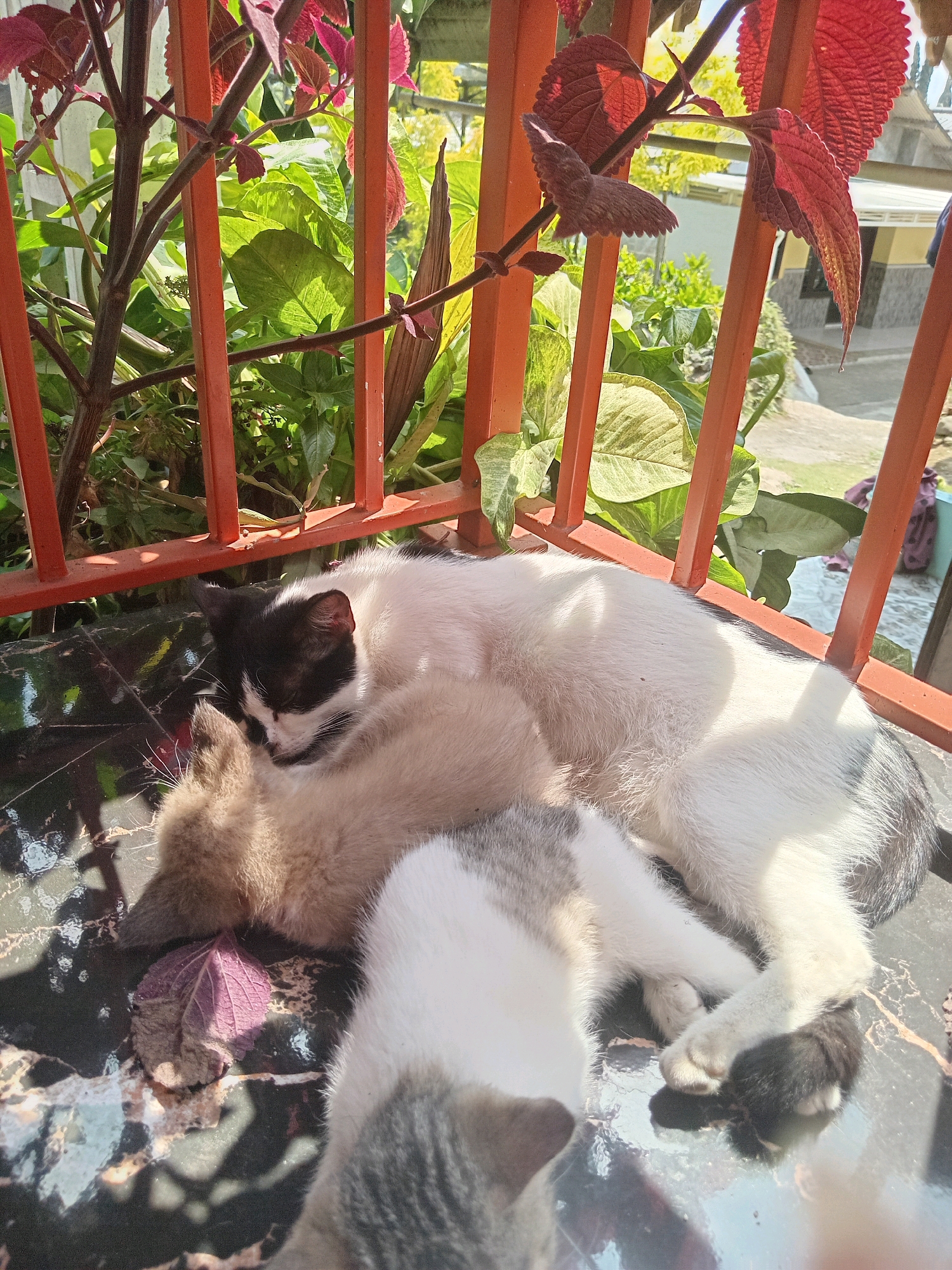 In Claket, Indonesia, three cats are sleeping on a patterned surface in front of an orange metal railing. The largest cat, predominantly white with black markings on its head and tail, is curled up, resting its head on a smaller tan-colored cat. A third cat, partially visible, is nestled between the other two. Behind the railing, lush green foliage and some red-leaved plants are visible, suggesting an outdoor setting. The scene is bathed in bright sunlight, casting shadows on the cats and the surface they are resting on. The overall impression is one of peaceful rest in a natural, sunlit environment.