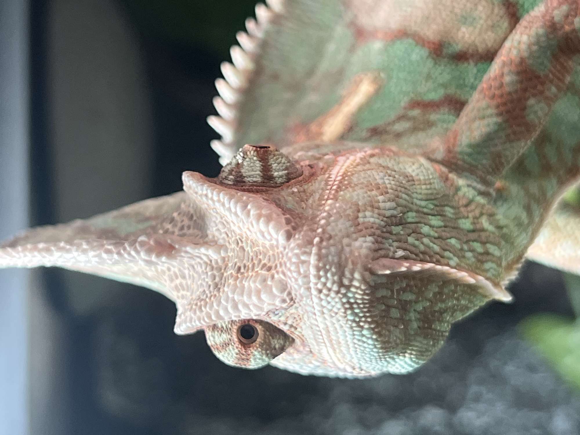 A close-up shows the head and upper body of a veiled chameleon. The chameleon has light green and brown coloring, with distinctive scales and bony projections around its head. The chameleon is facing the viewer with one eye clearly visible. The background is dark and out of focus, suggesting an indoor enclosure. There is no indication of the location being in Moscow, Russia.