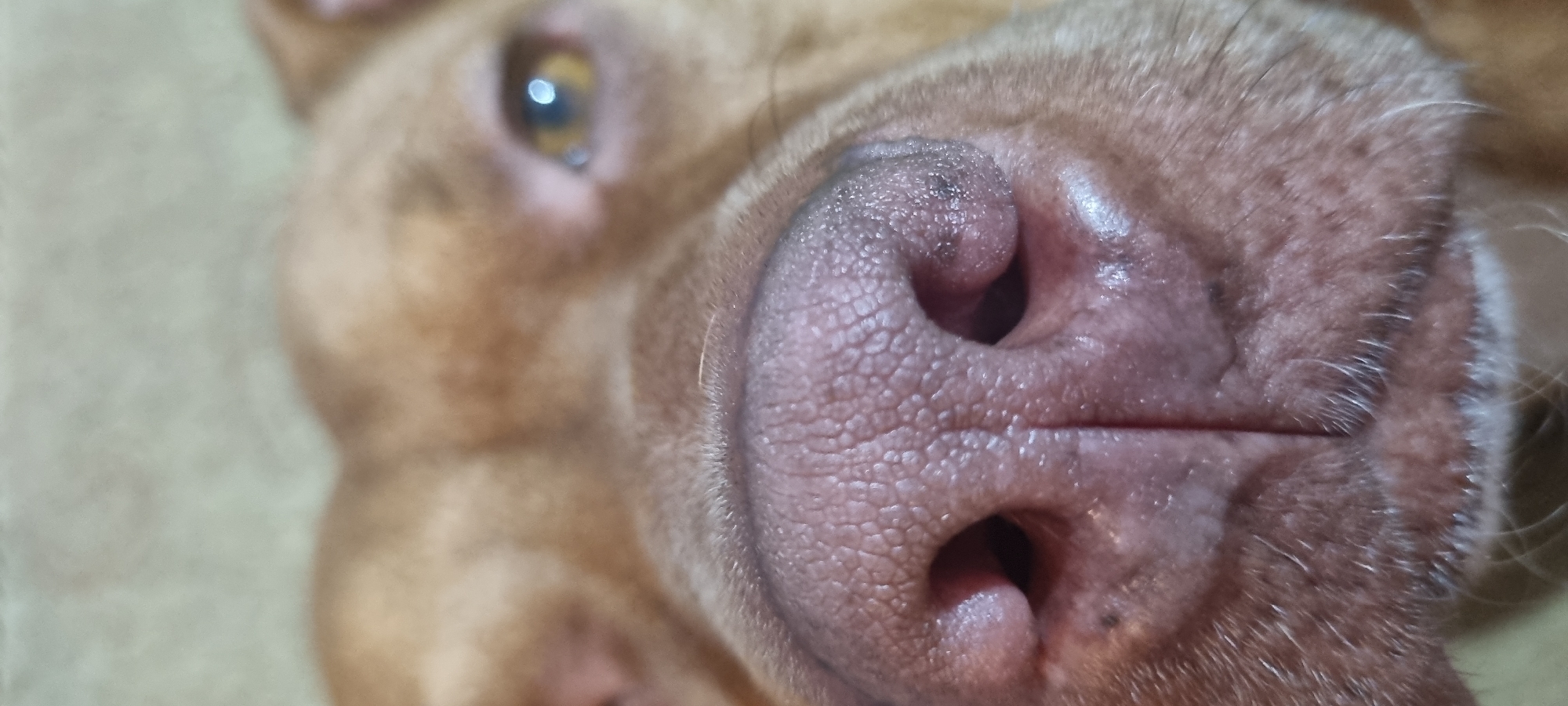 A close-up, vertical, full-frame shot focuses on the nose and eyes of a dog. The dog's fur is a light brown, and its nose is pink with visible texture and darker speckles. Two dark nostrils are prominent. The dog's right eye, with a yellow iris and a dark pupil, is visible in the upper right quadrant of the image. The background is a blurred, neutral color, suggesting an indoor environment. The image is a tight crop of the dog's face, taken from a low angle. There is no indication of the dog's location in the city of Unknown, Unknown.