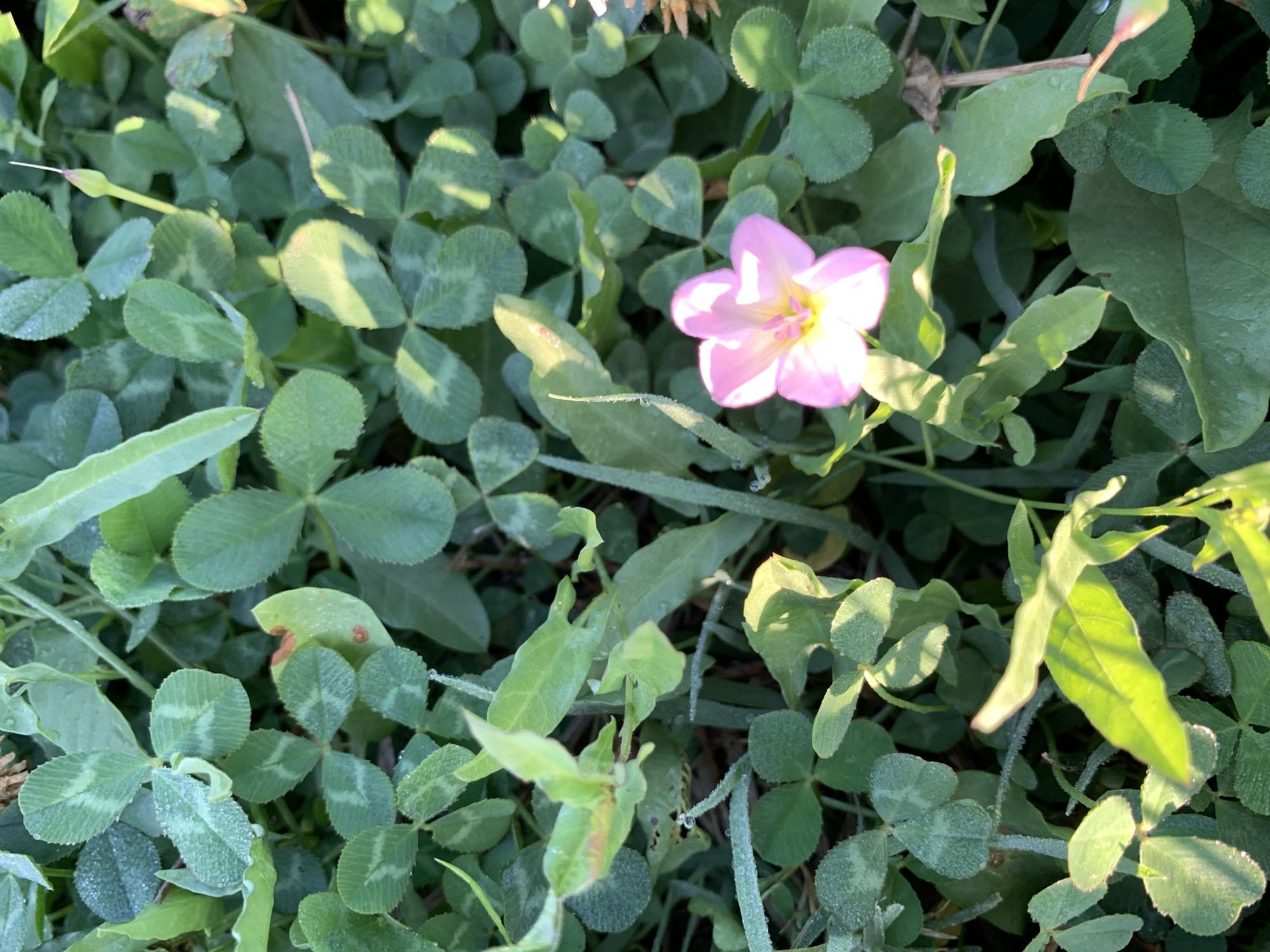 A close-up, overhead shot captures a cluster of green clover leaves with dew drops, interspersed with blades of grass and a single pink flower with yellow accents. The flower is open and centrally located, while some clover leaves exhibit distinct lighter green markings. The scene is lit by sunlight, creating shadows and highlights on the vegetation. No people or man-made objects are visible. The location is Komsomolskoe, Kyrgyzstan.