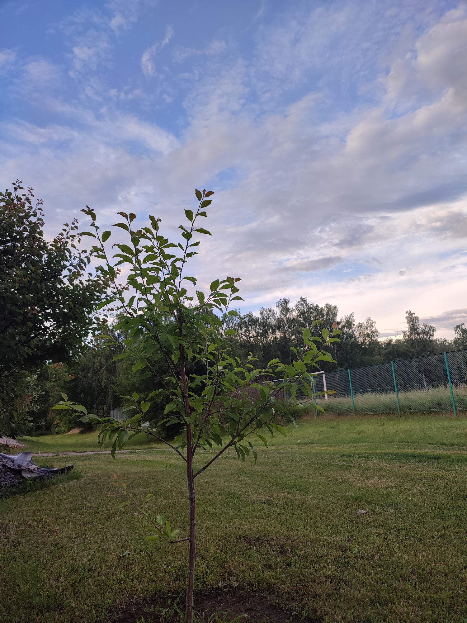 A small, slender tree with green leaves stands in a grassy area. The tree is positioned in the foreground, with its branches reaching upwards. Behind the tree, a chain-link fence stretches across the middle ground, separating the grassy area from a patch of taller grass and vegetation. In the background, a line of trees forms a dense forest. The sky above is a mix of blue and white clouds, with the sun low on the horizon, suggesting it is either early morning or late evening. The scene appears to be a park or a yard in the city of Voskobiinyky, Ukraine. There are no people or animals visible in the image.